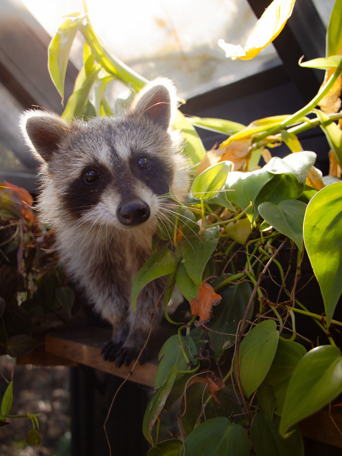 Young Raccoon Among Houseplants