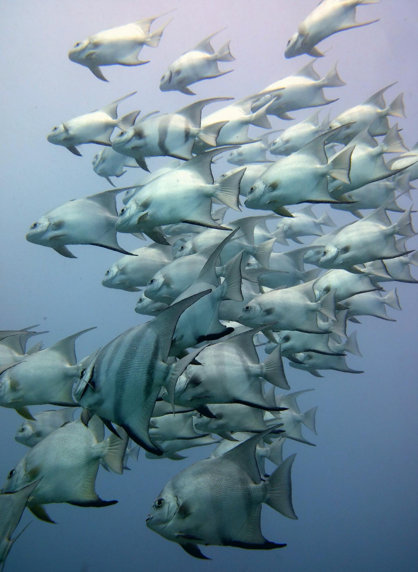 School of Silver Fish Underwater