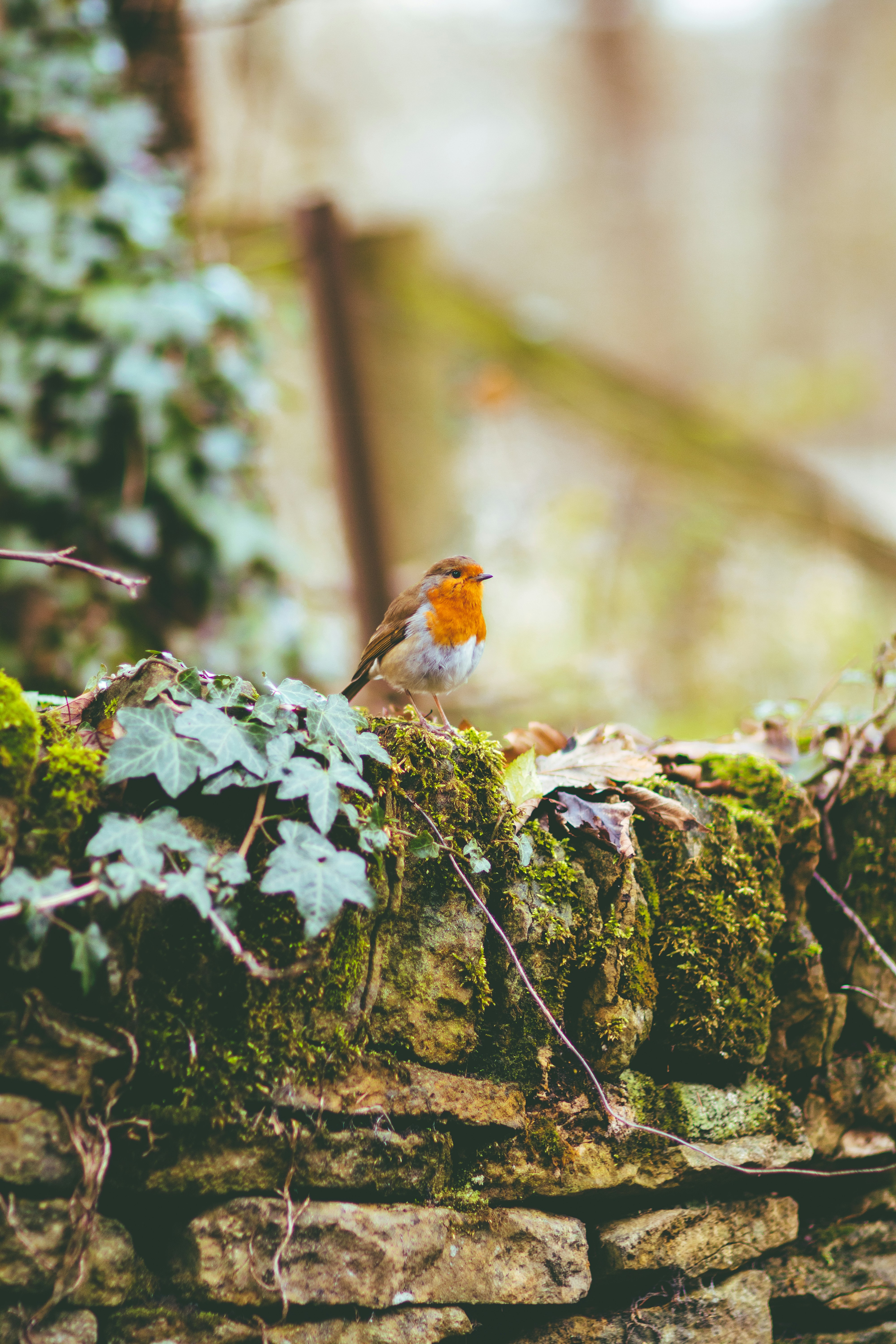 Robin on mossy stone wall