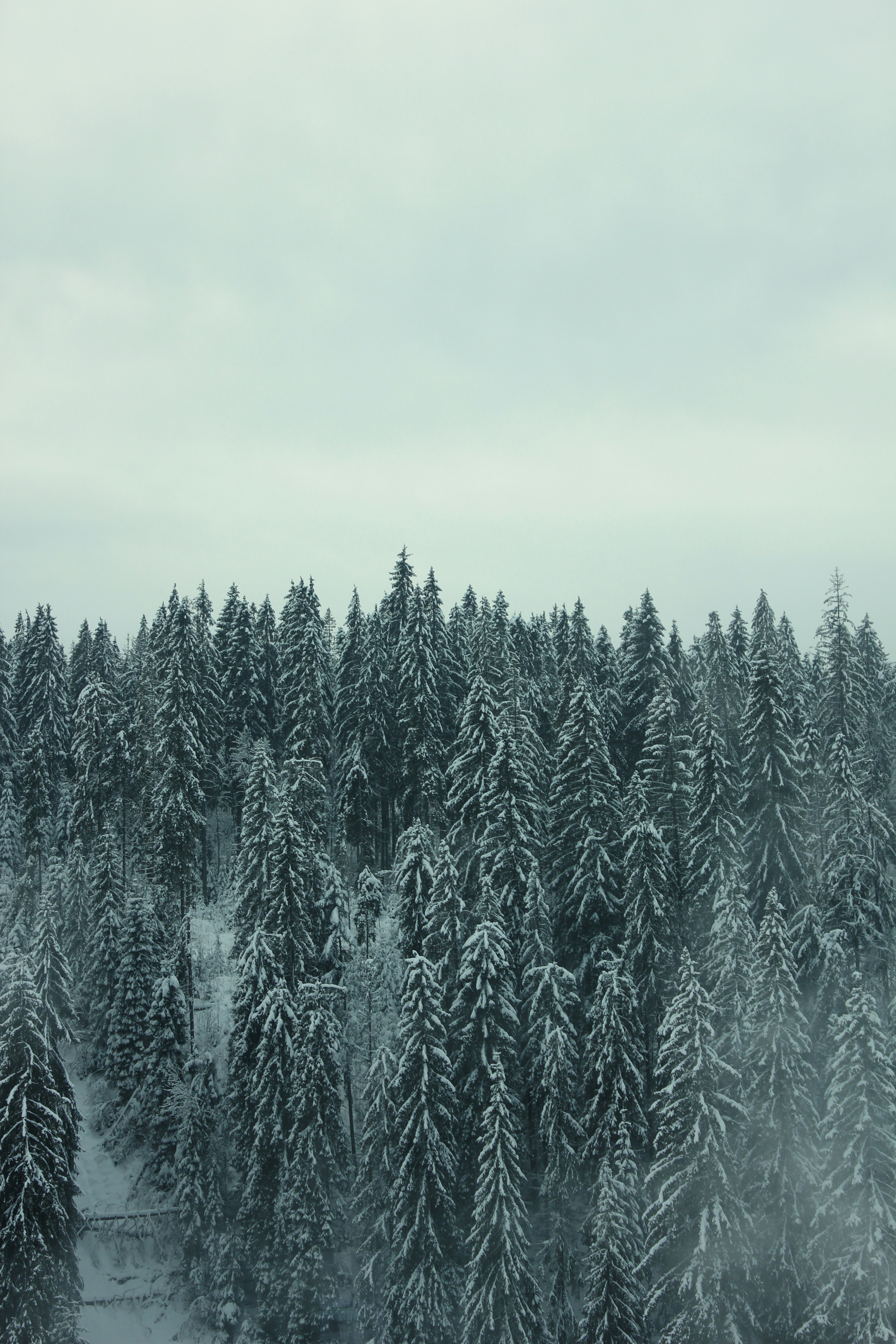 Snow-covered Coniferous Forest