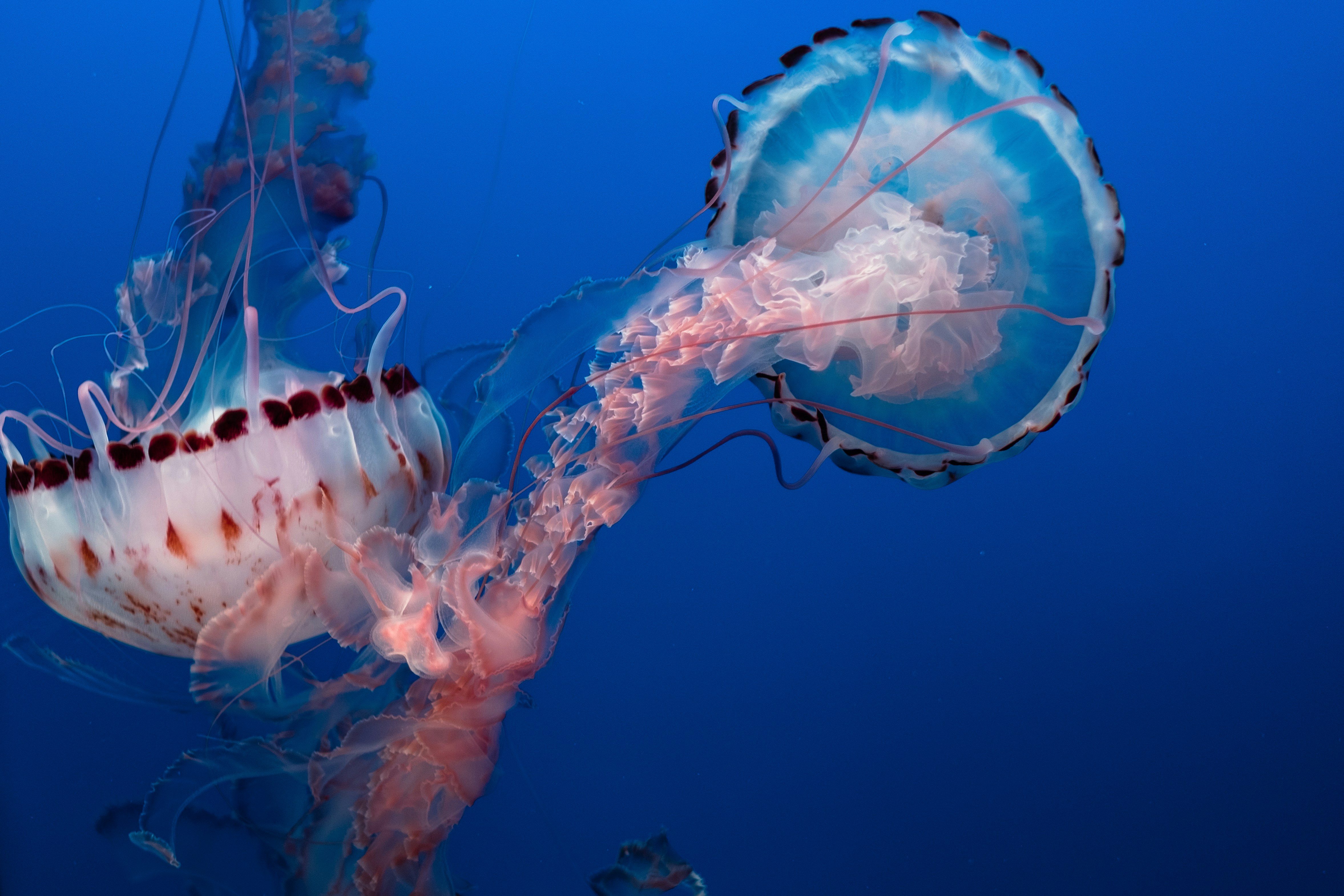 Two Jellyfish in Deep Blue Ocean