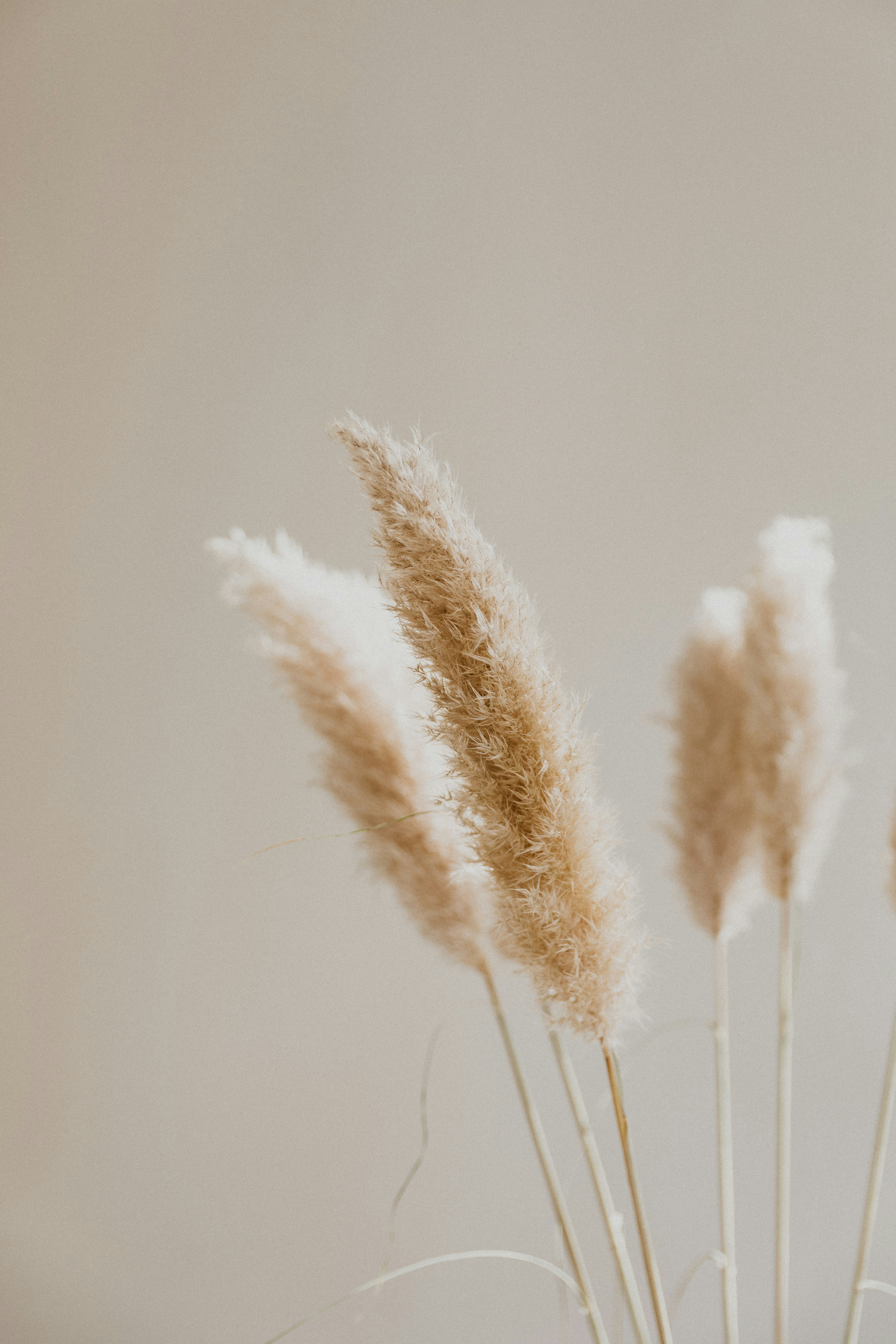 Dried Pampas Grass on Beige Background — Plant Encyclopedia