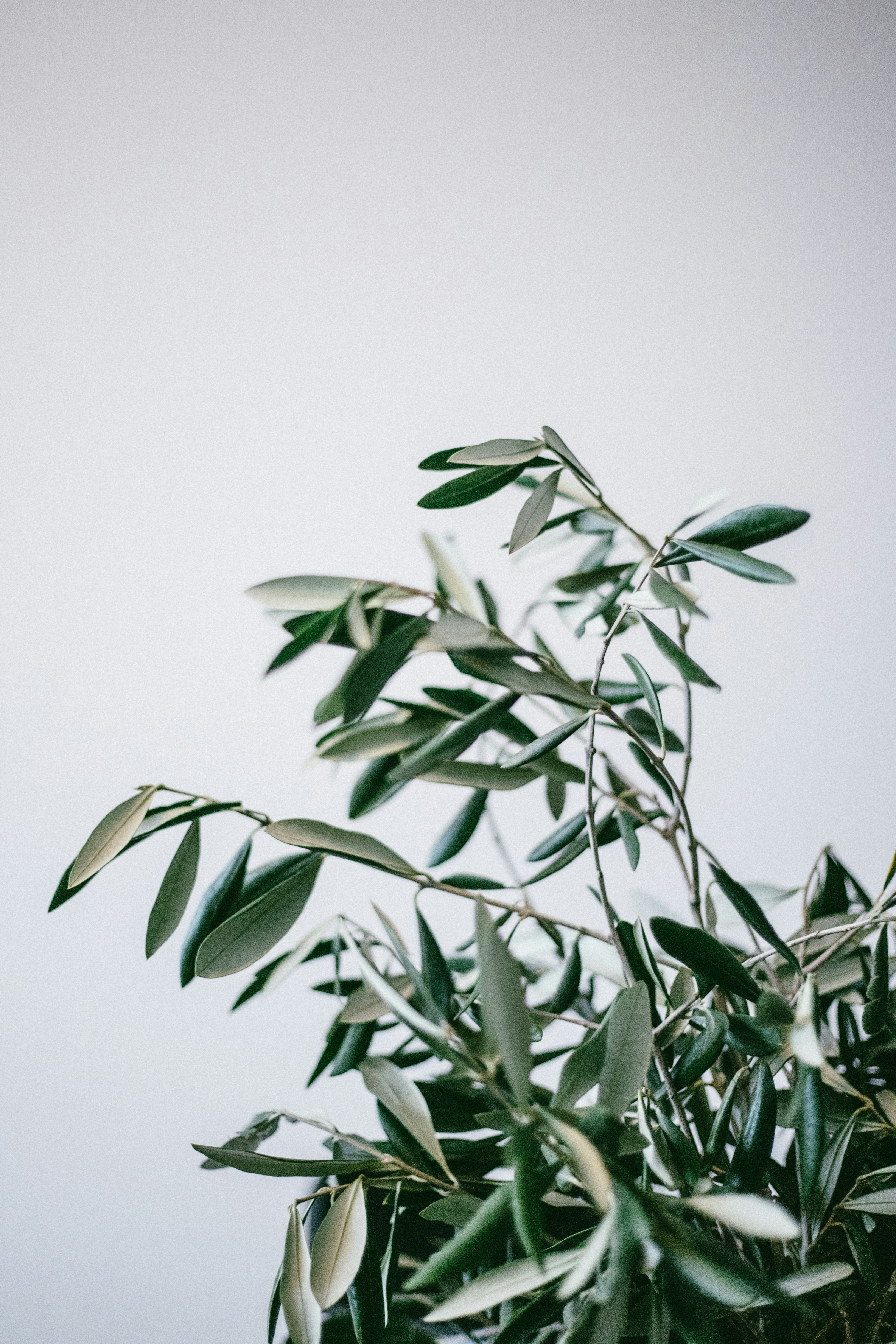 Olive Branches Against Light Gray Wall