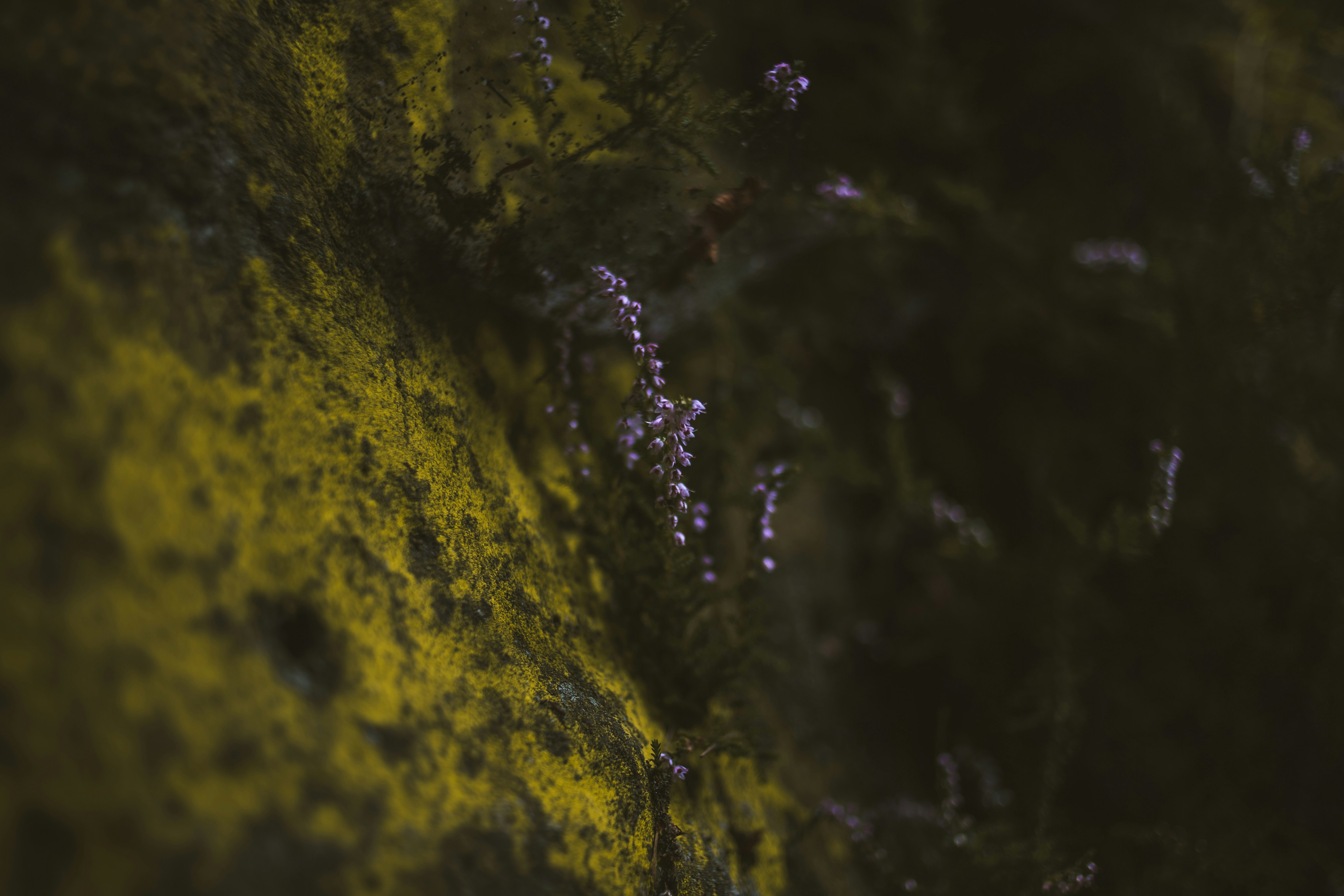 Lichen Covered Rock with Purple Heather
