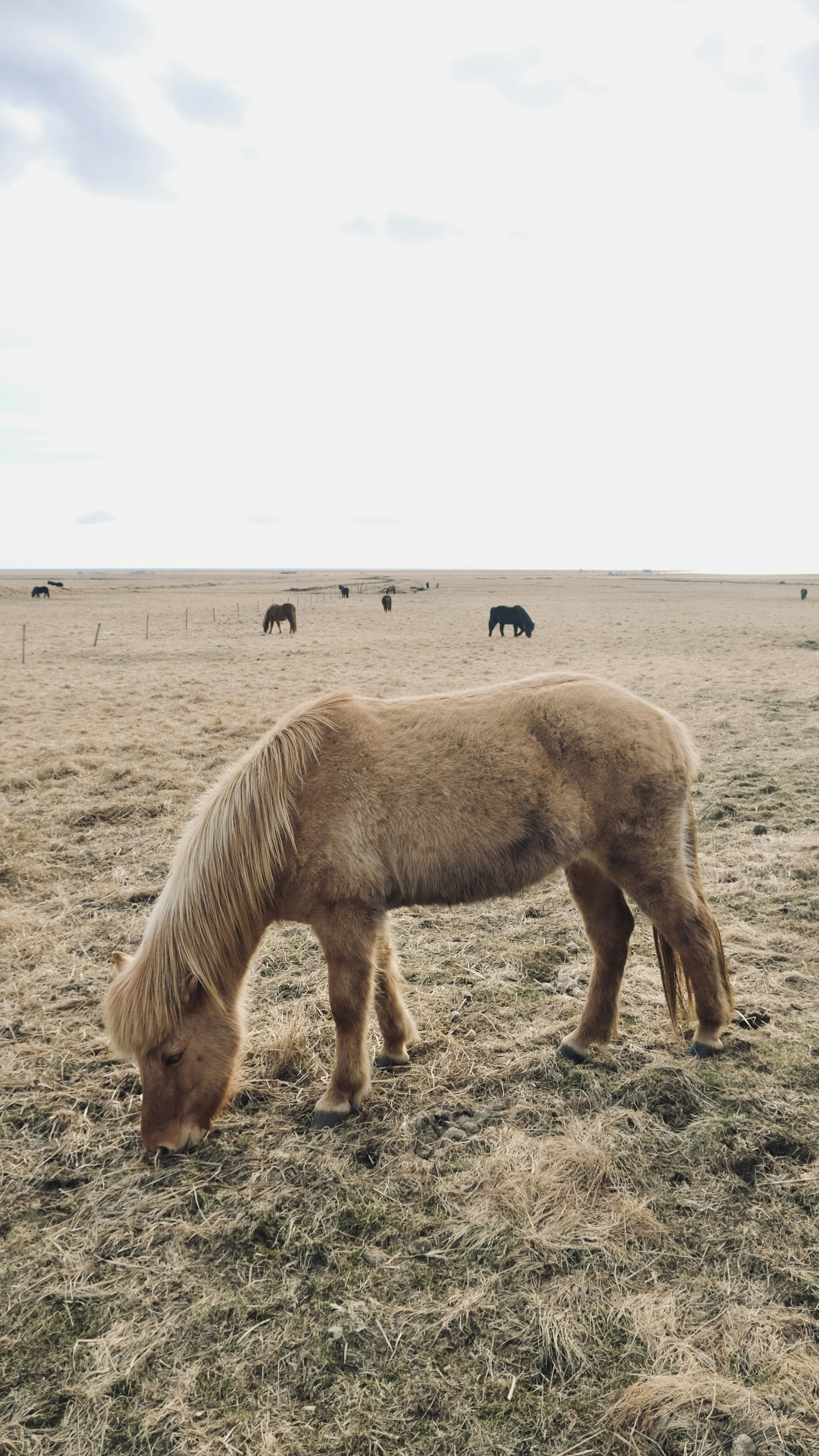 Light Brown Pony Grazing in Open Field