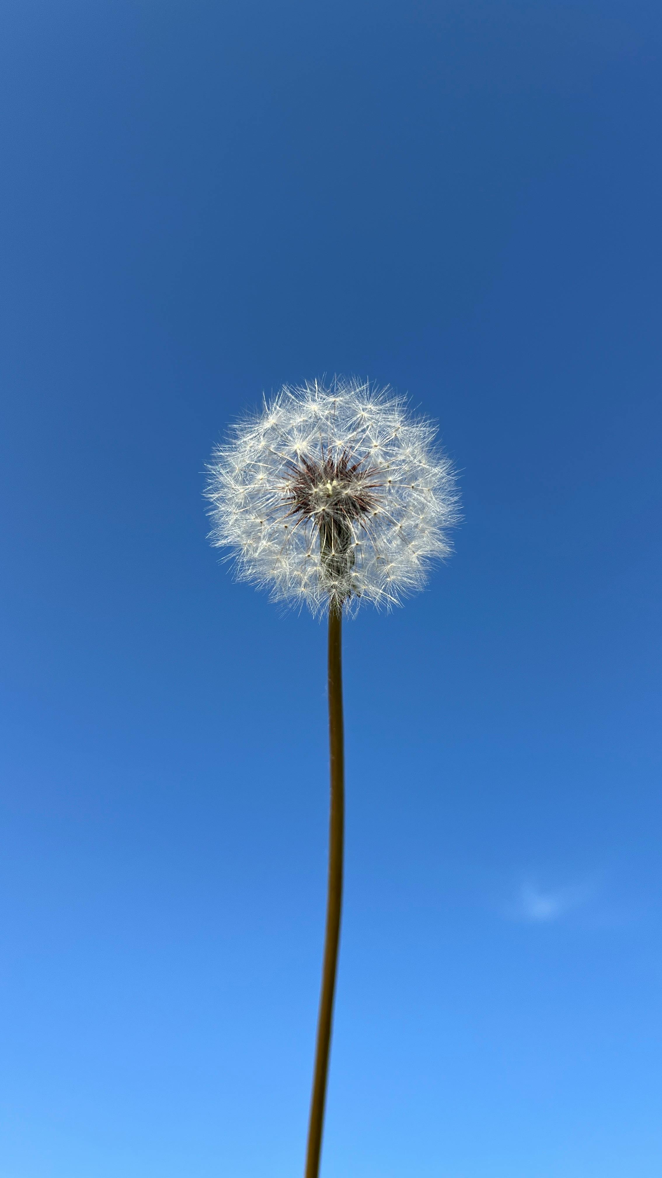 Dandelion Puff Against Clear Blue Sky