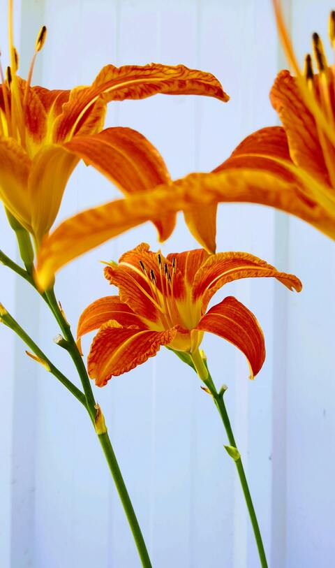 Orange Daylilies Against White Fence