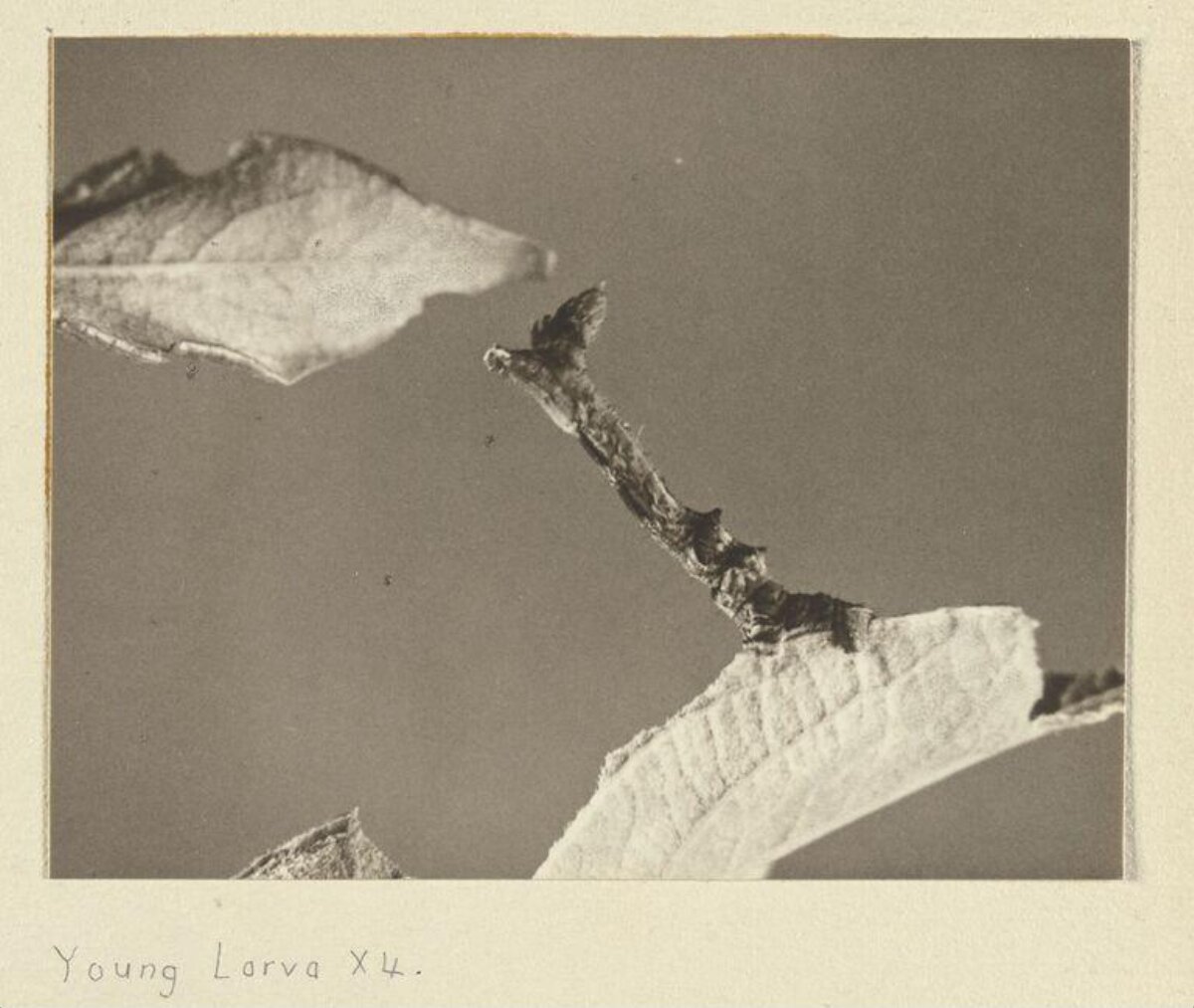 Magnified Young Larva on Leaf