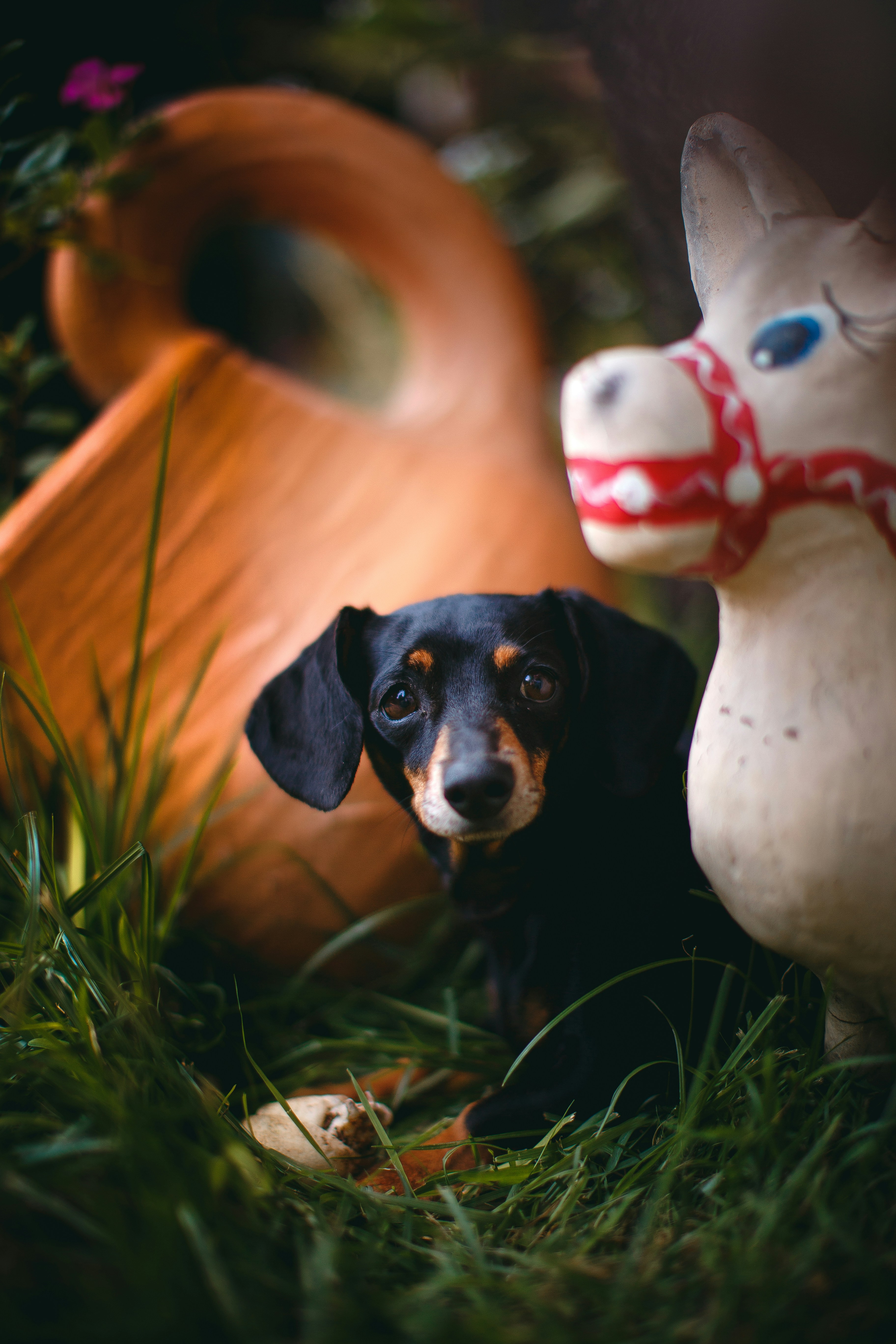 Dachshund Resting on Grass Among Toys