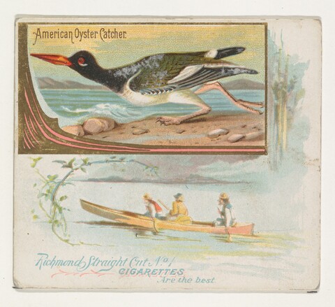 Vintage American Oyster Catcher Cigarette Card