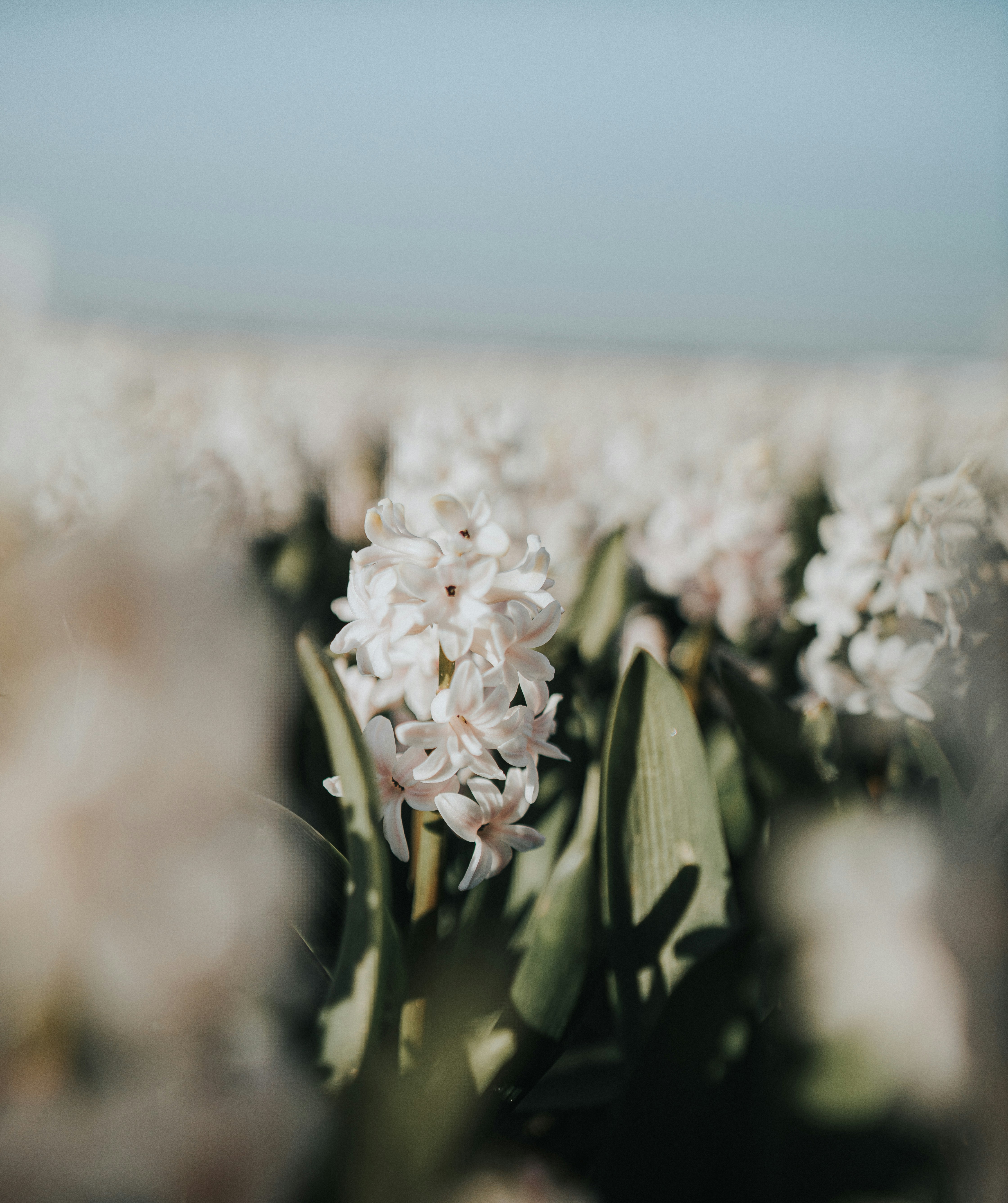 White Hyacinth Flower Field