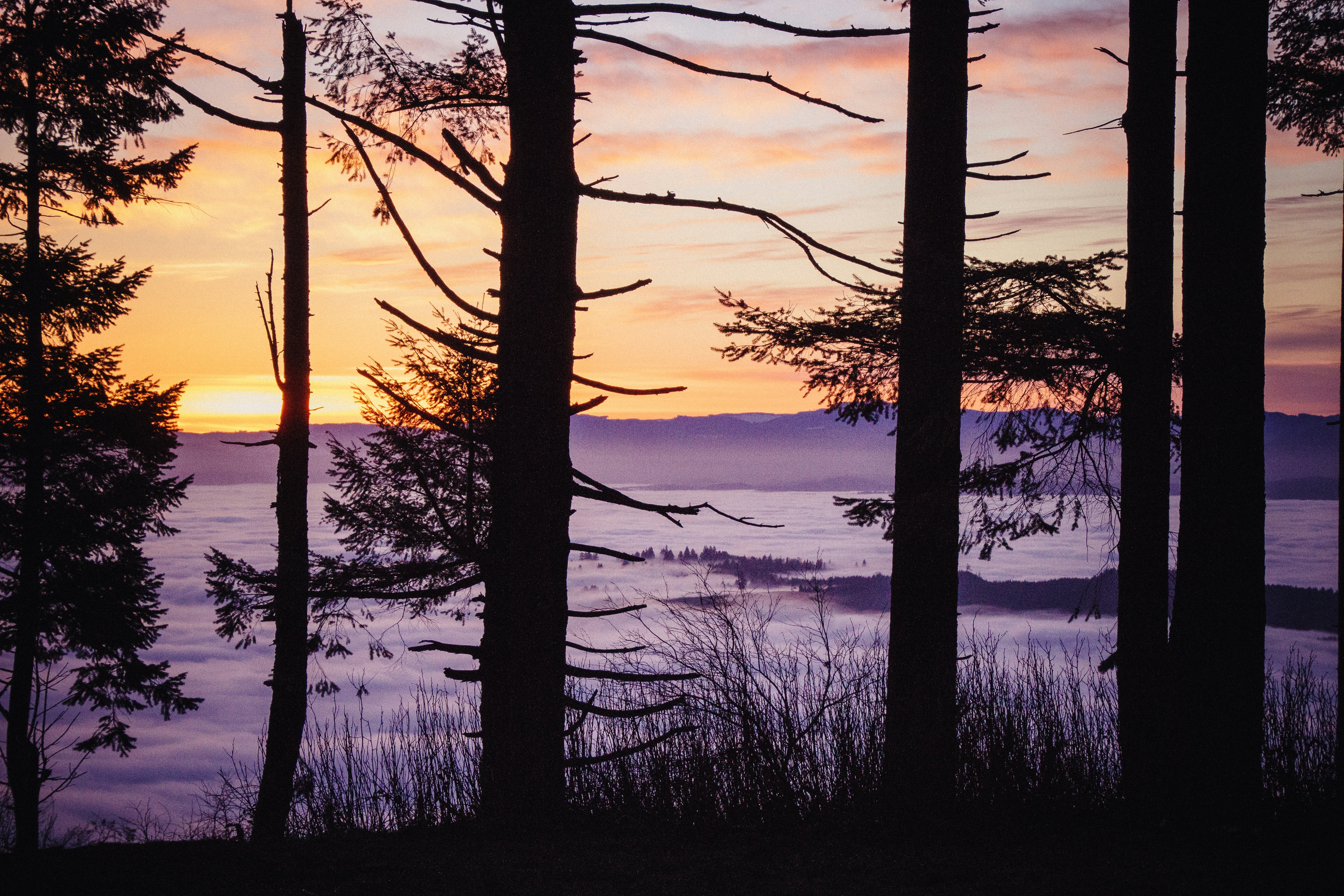 Sunset Over Forest Above Cloud Sea