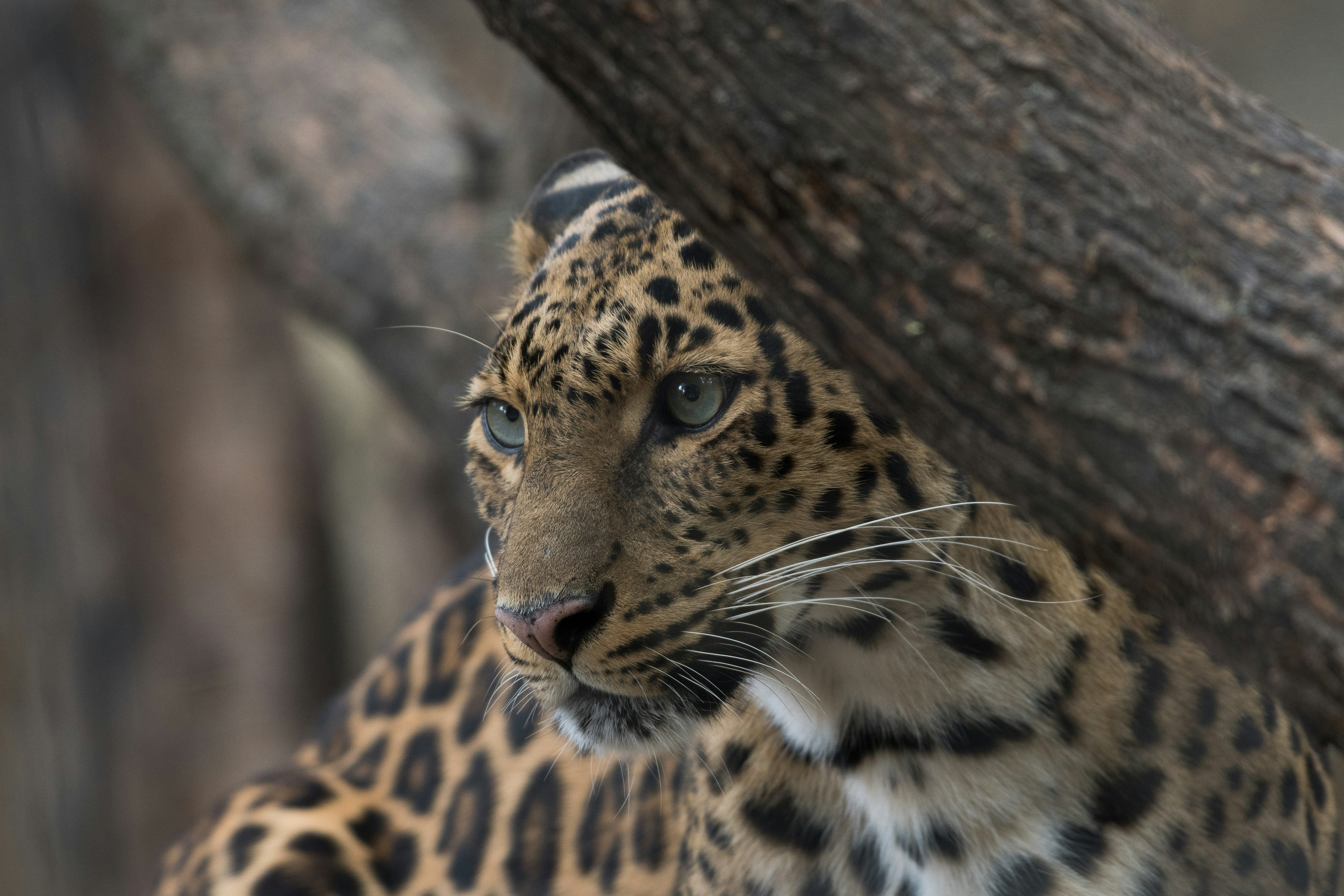 Leopard Hiding Behind Tree Trunk