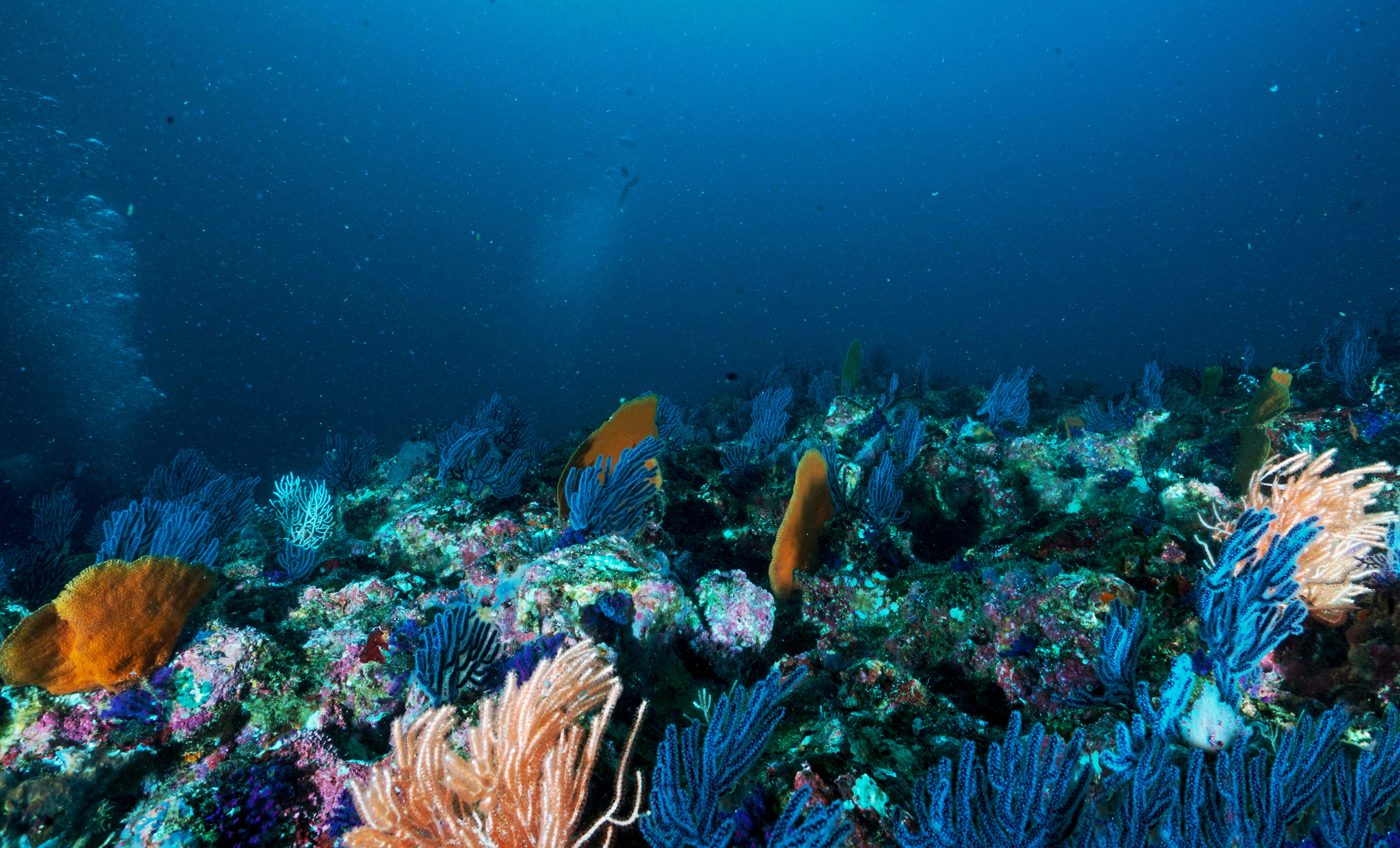 Deep Sea Coral Reef