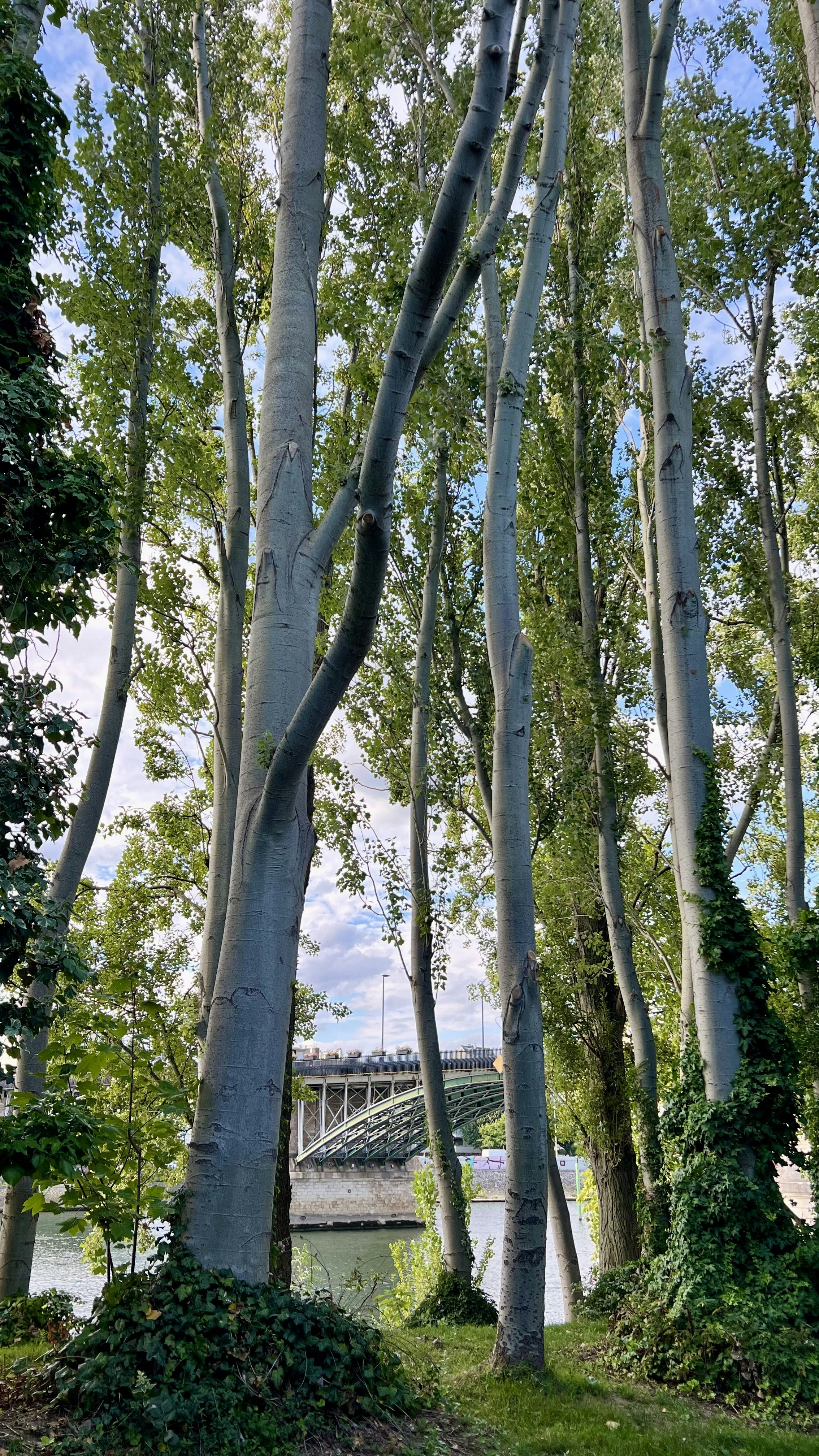 Tall Trees by the Riverside