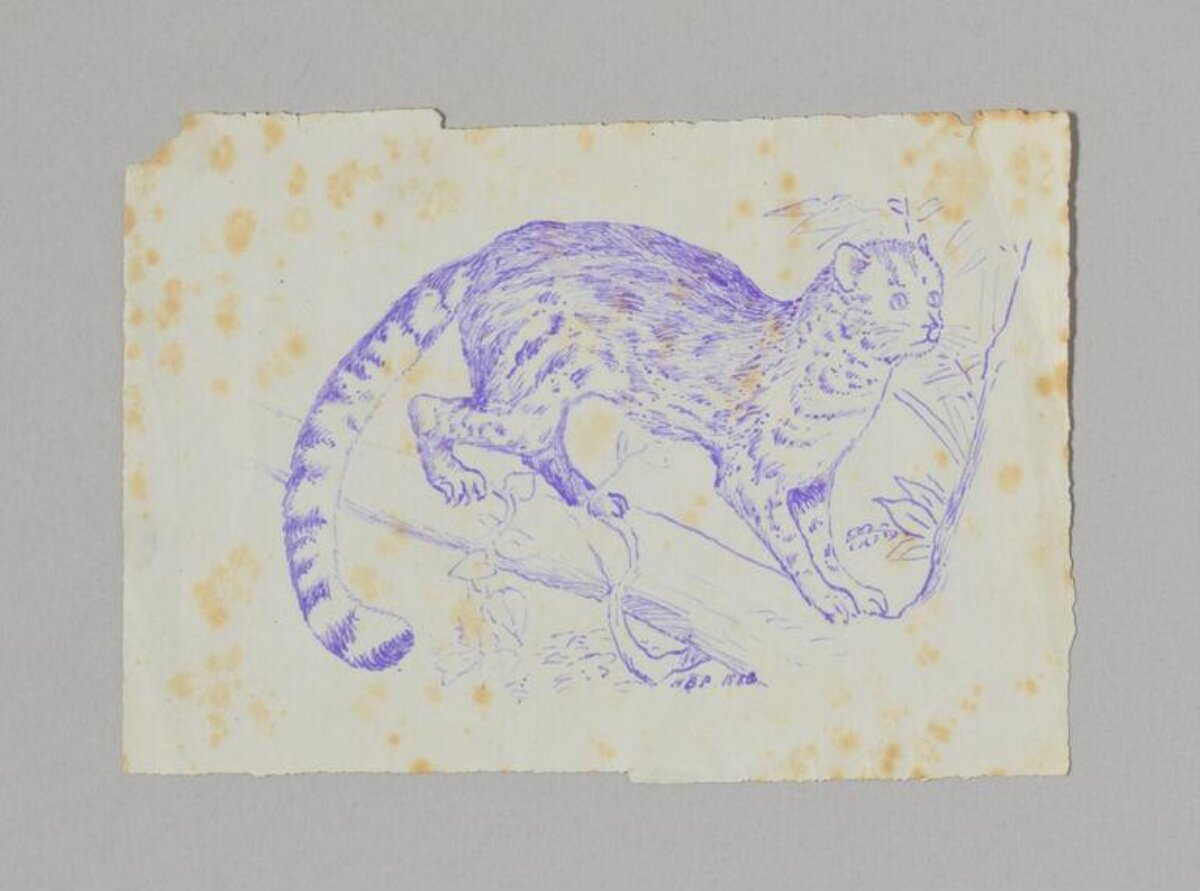 Blue Pen Sketch of Wild Cat on Branch