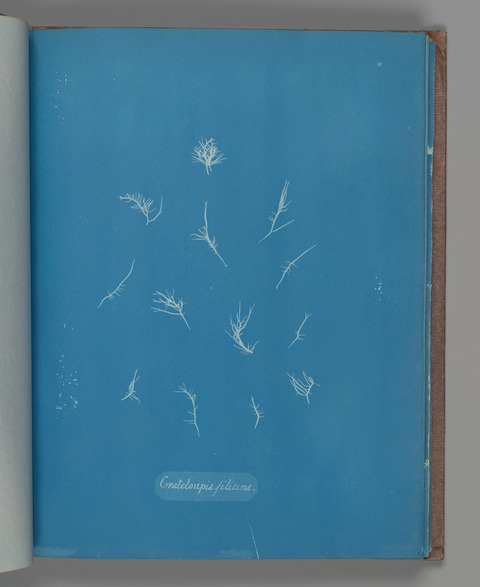 Crateloupia filicina Cyanotype Specimen