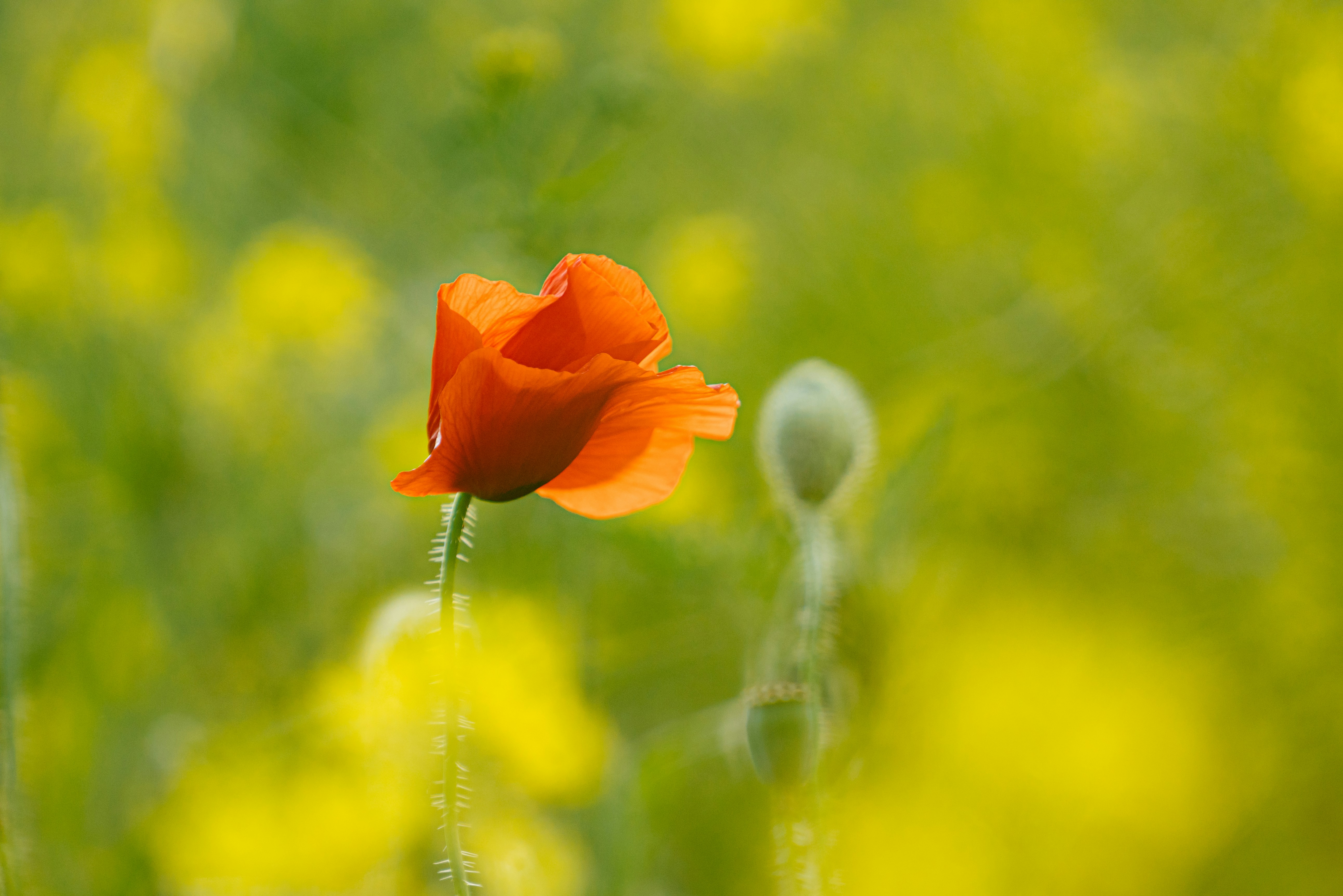 Single Orange Poppy in Wild Field