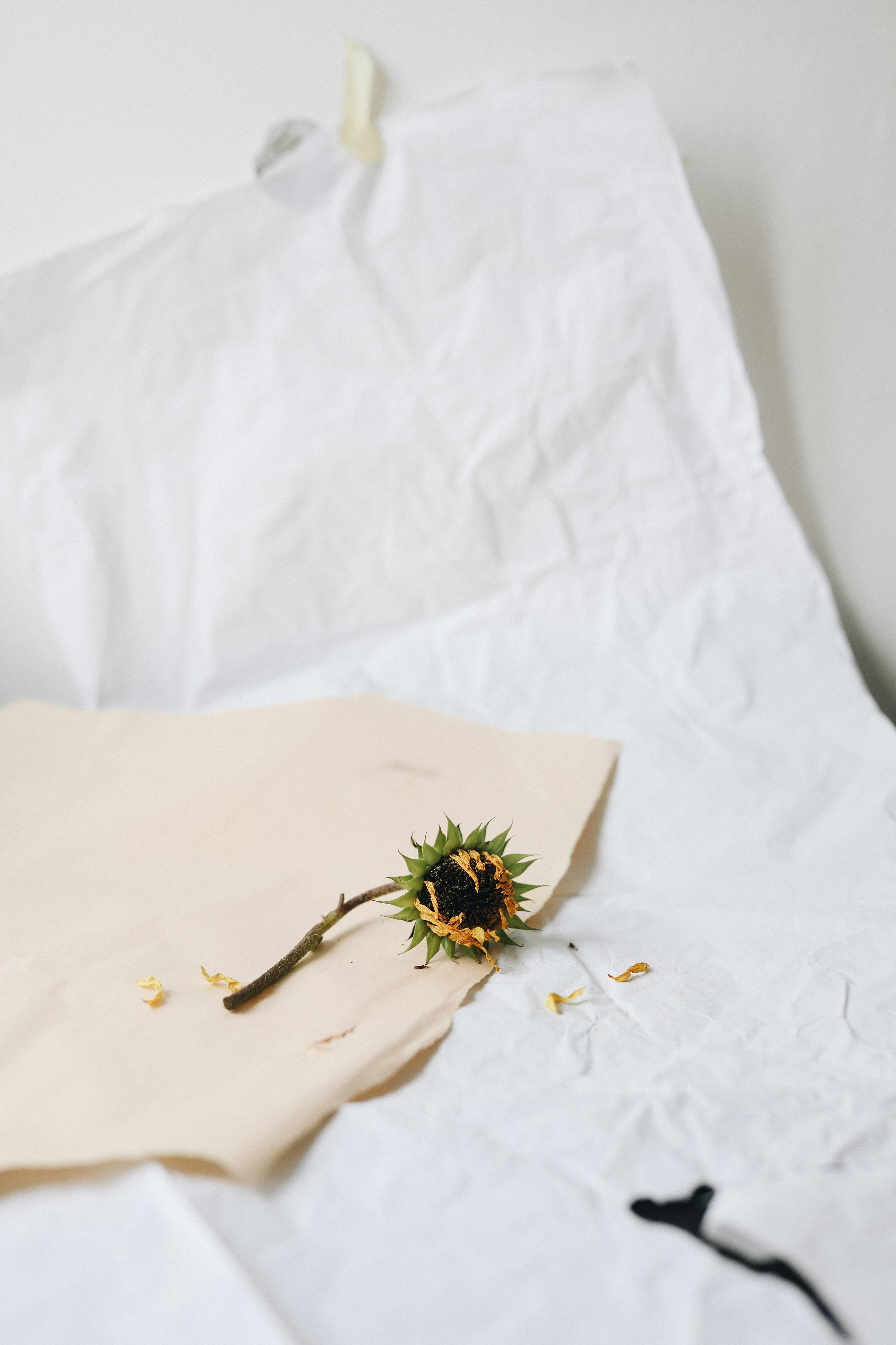 Dried Sunflower Still Life