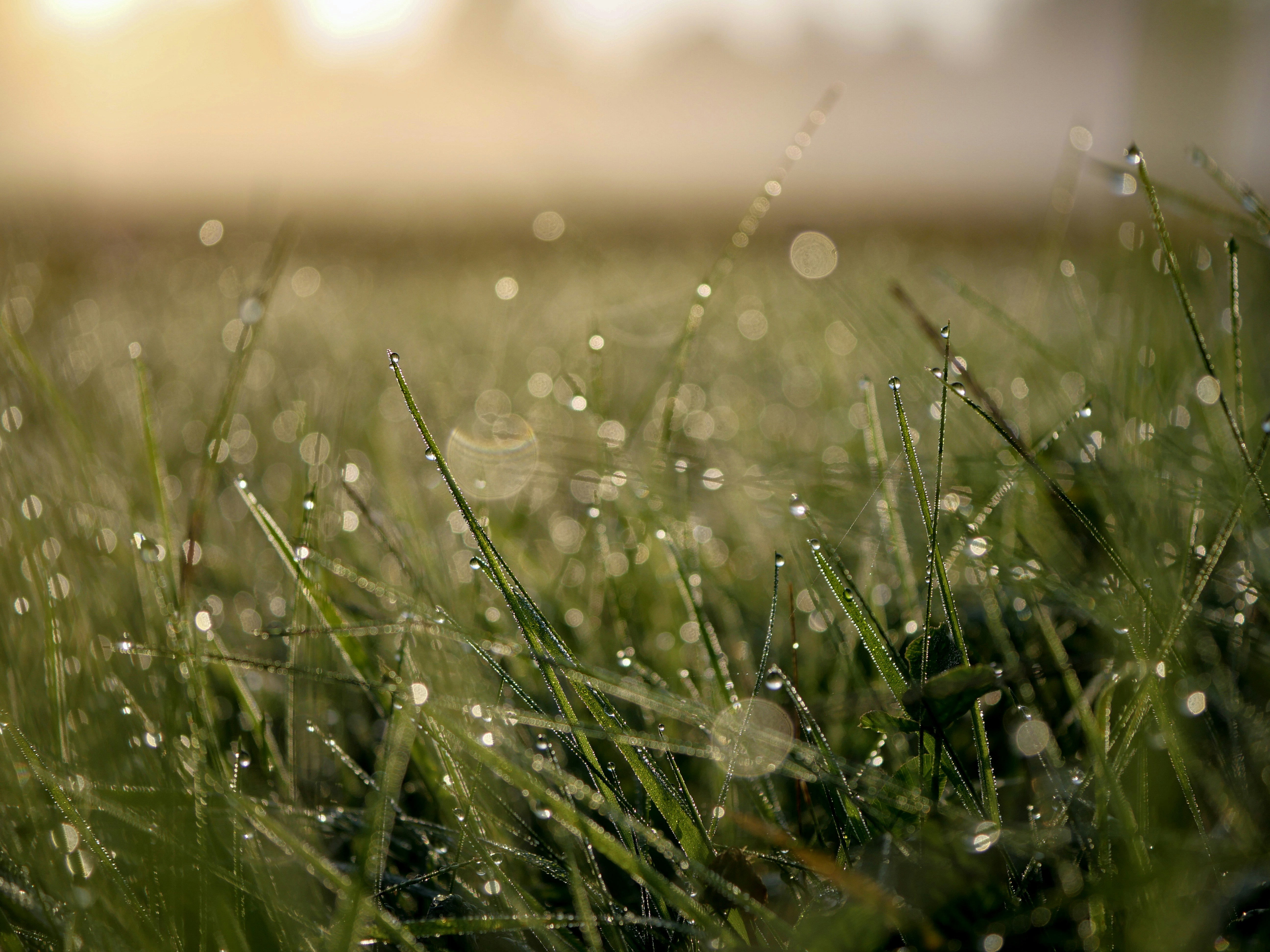 Dewdrops on Morning Grass