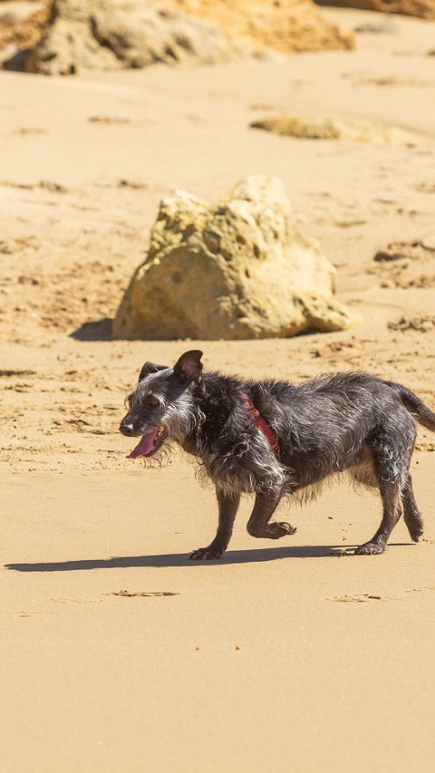 Scruffy Dog Walking on Sandy Beach