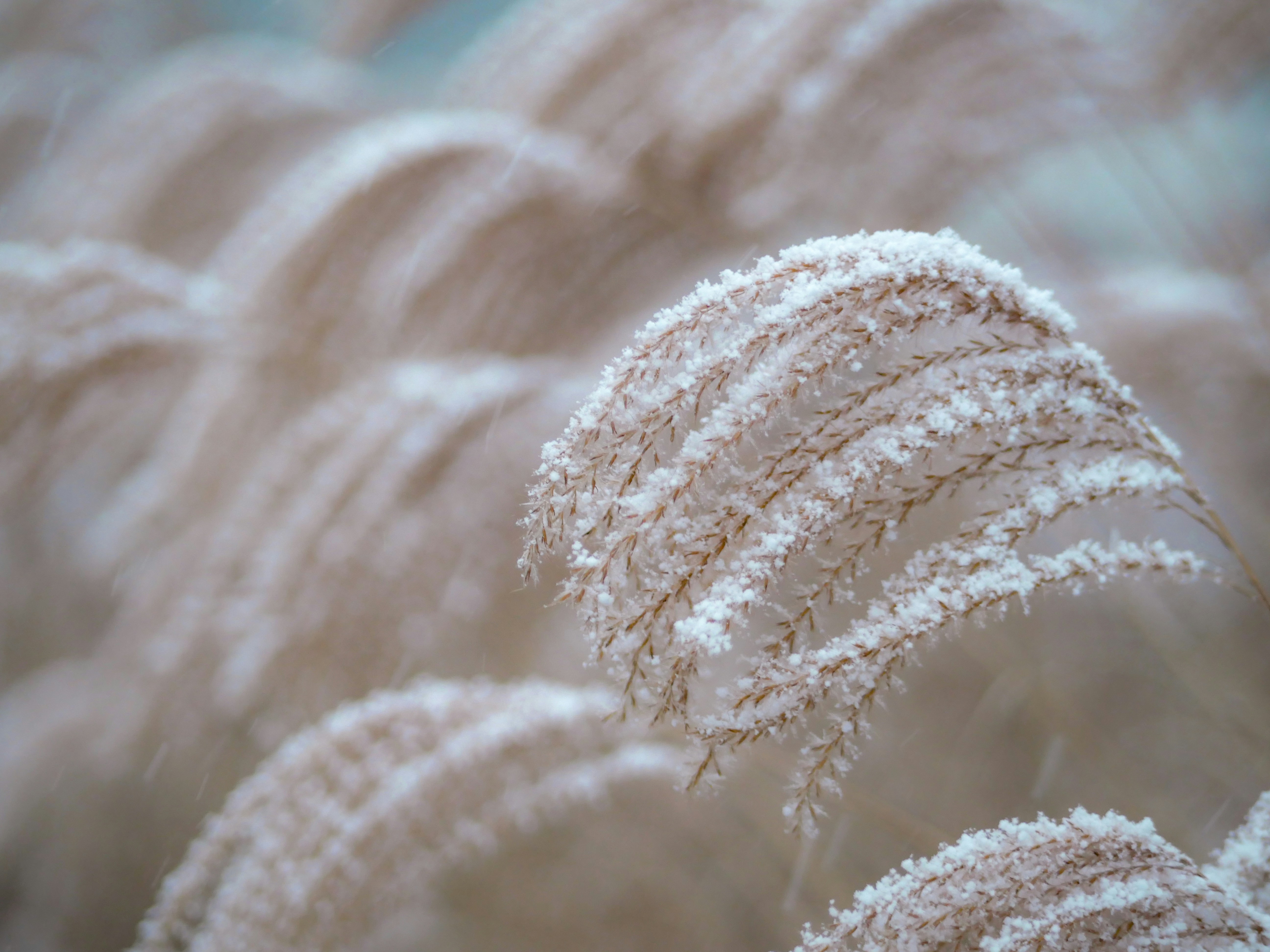 Snow-covered Reeds in Winter