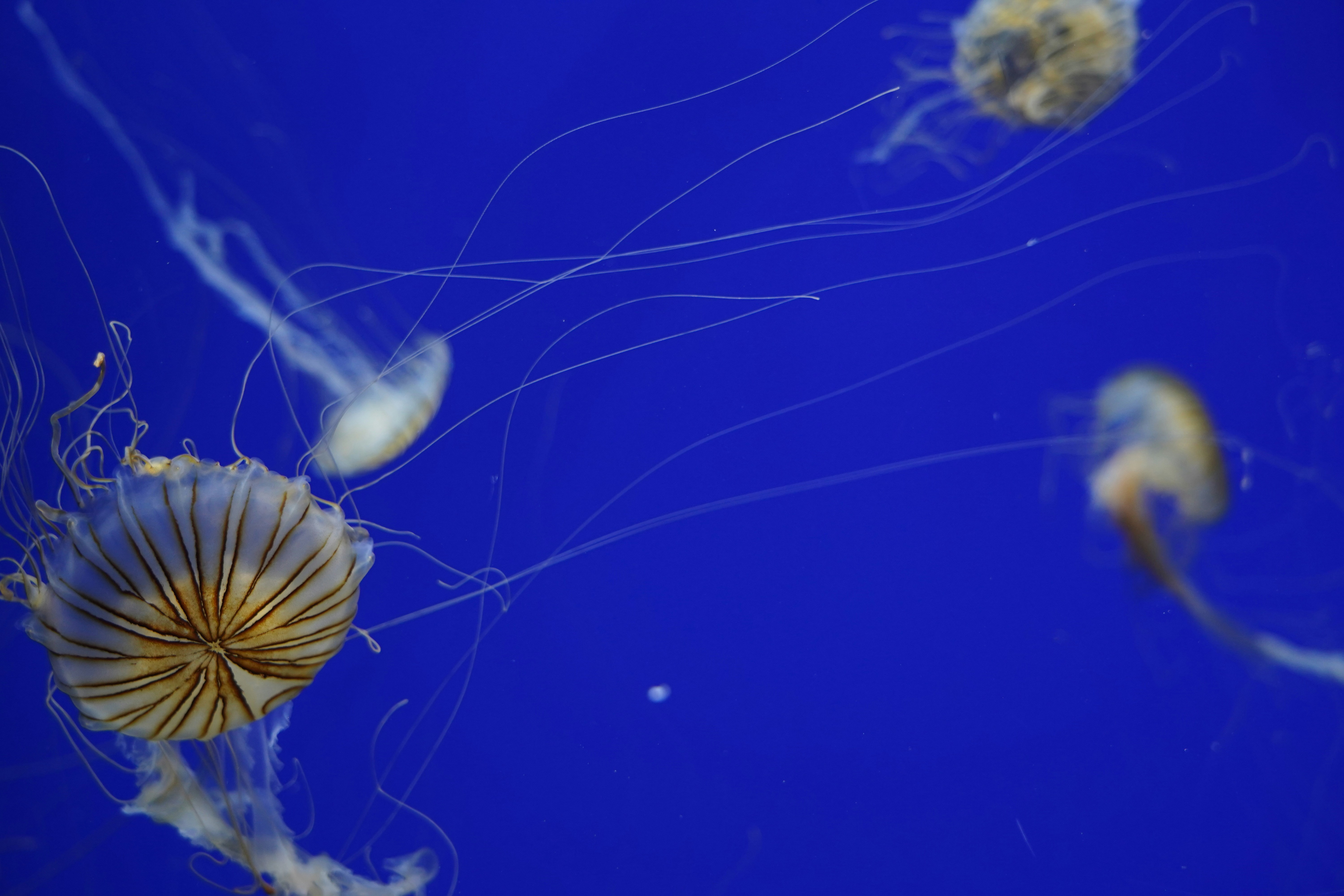 Striped Jellyfish in Deep Blue Water