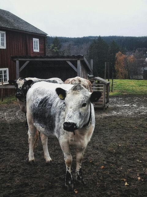 Three Cows on a Rural Farm