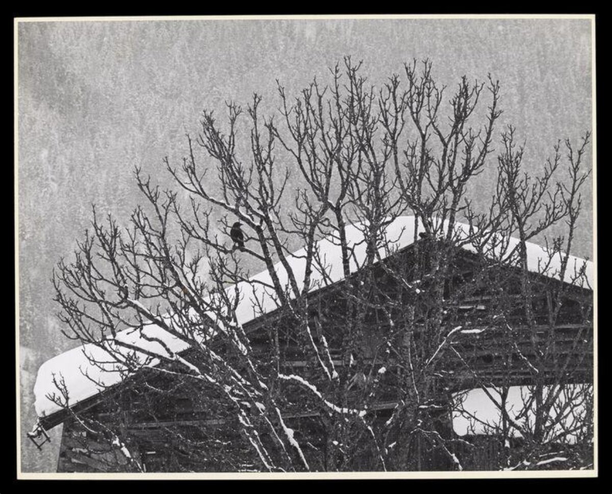 Snowy Winter Cabin with Crow on Tree
