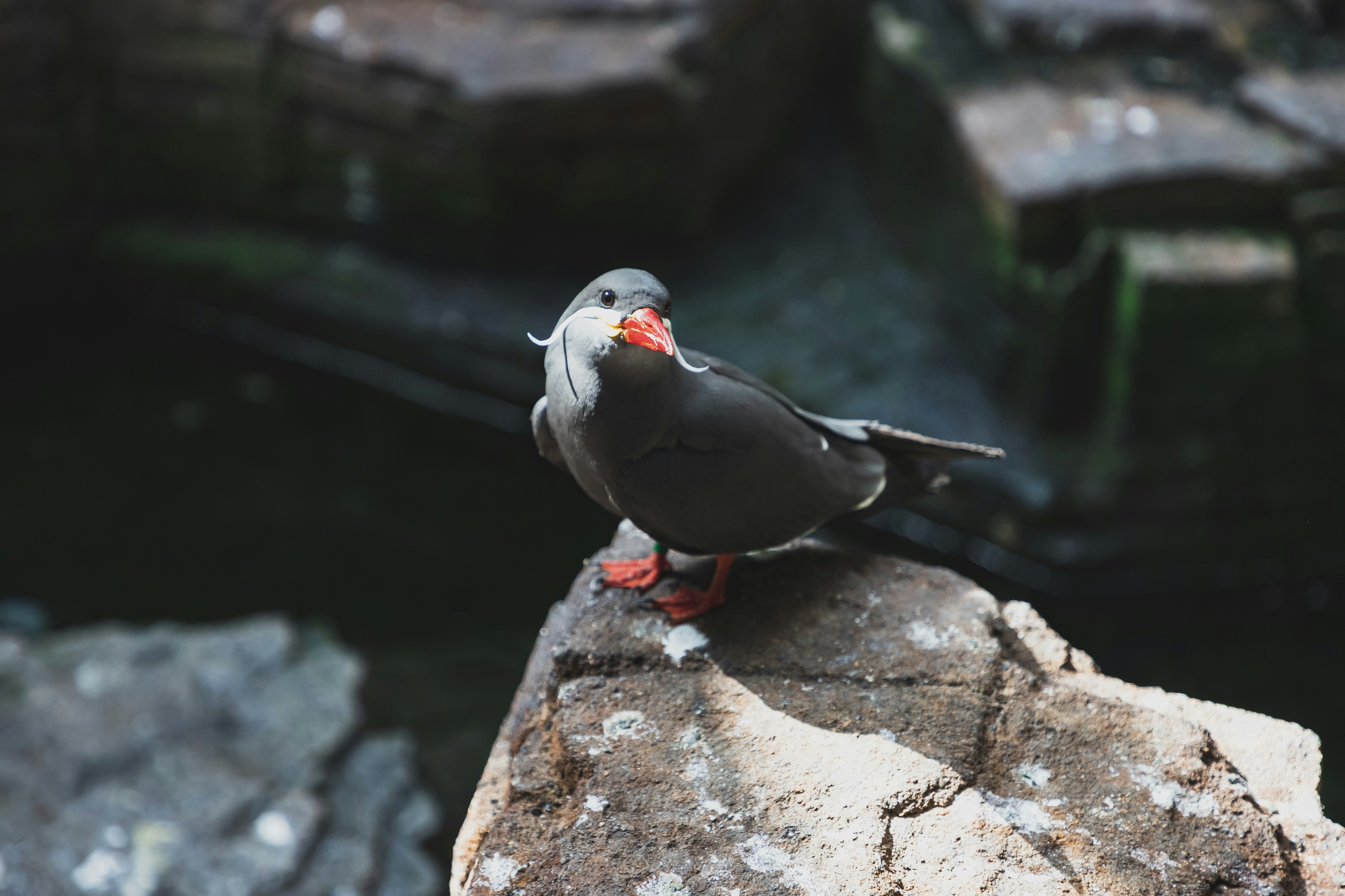Inca Tern Standing on Rock