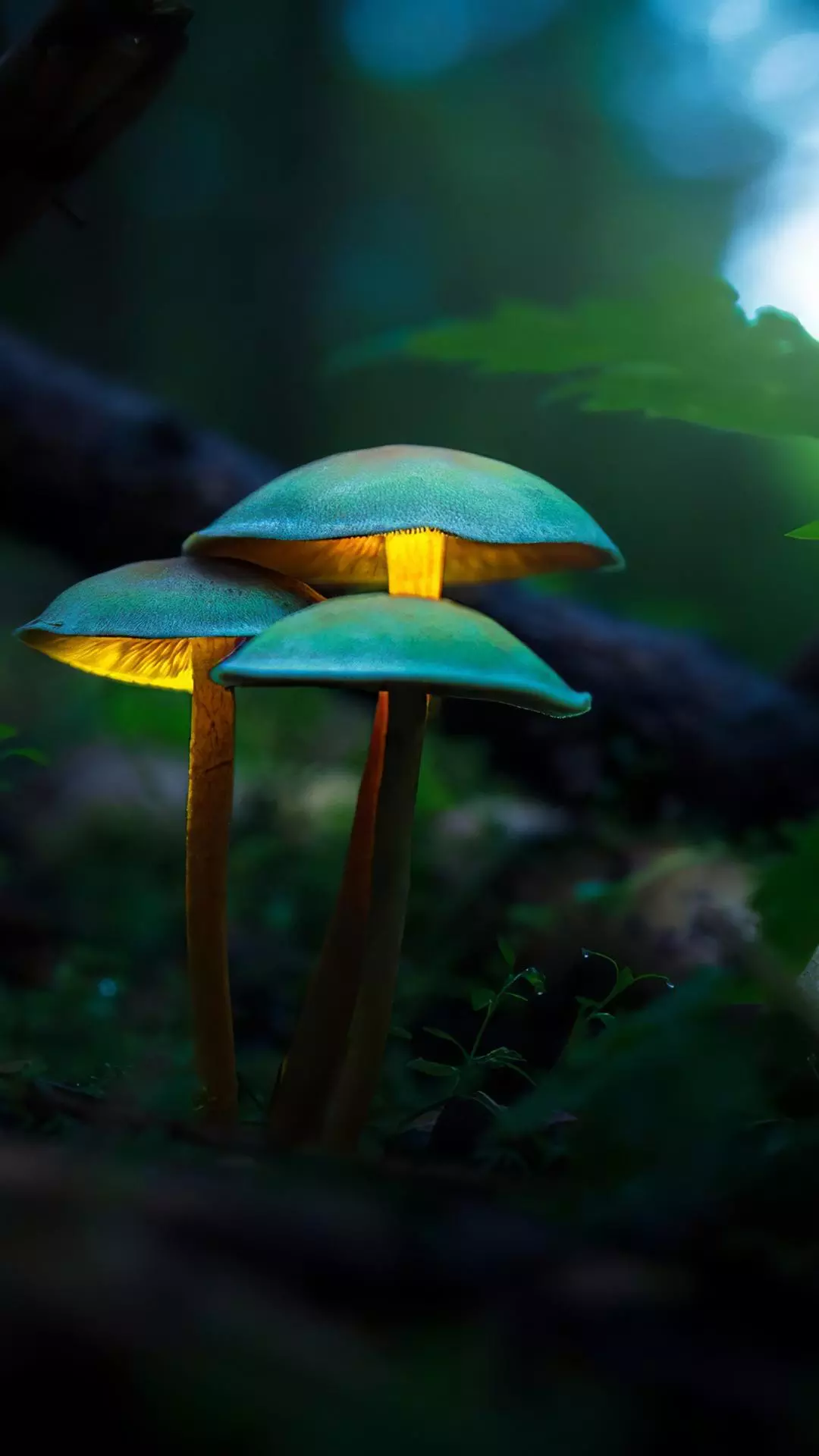 Wallpapers