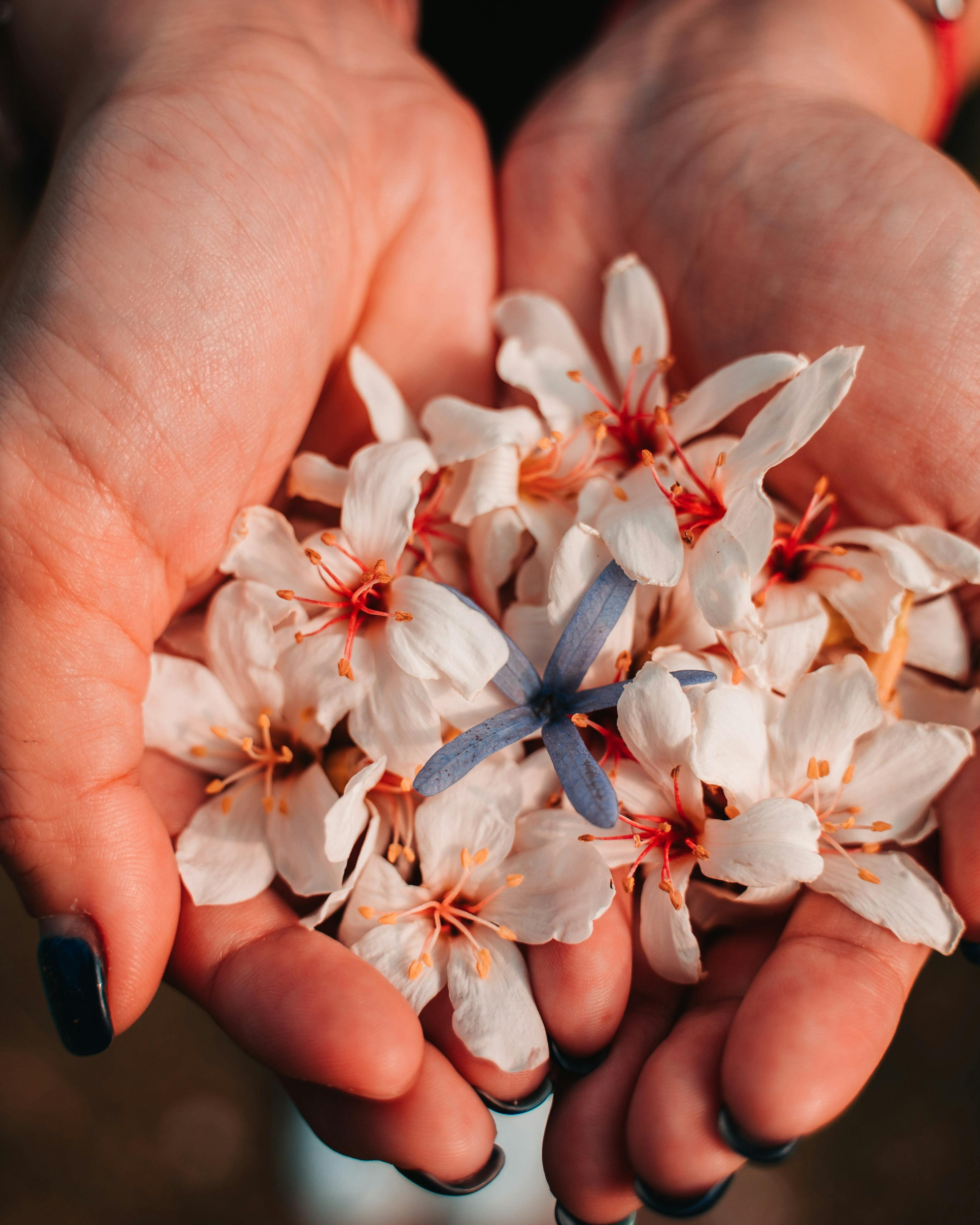 Cupped Hands Holding Flowers
