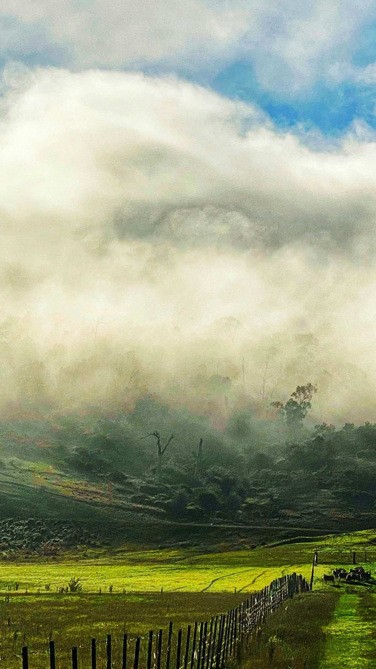 Wallpapers