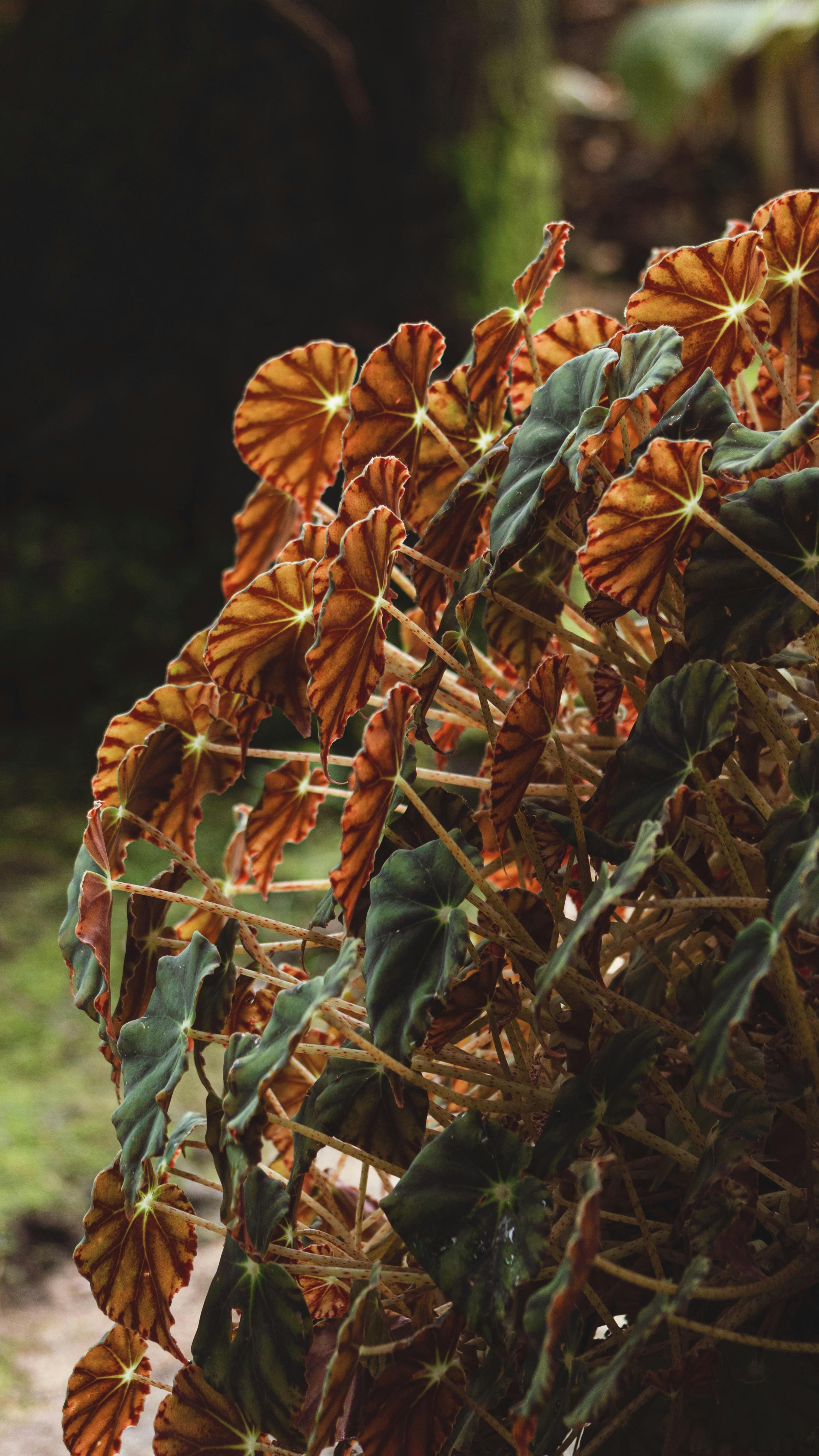 Backlit Variegated Begonia Foliage