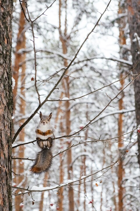 Squirrel in Snowy Winter Forest