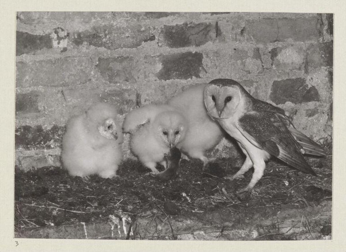 Barn Owl Adult and Chicks at Nest