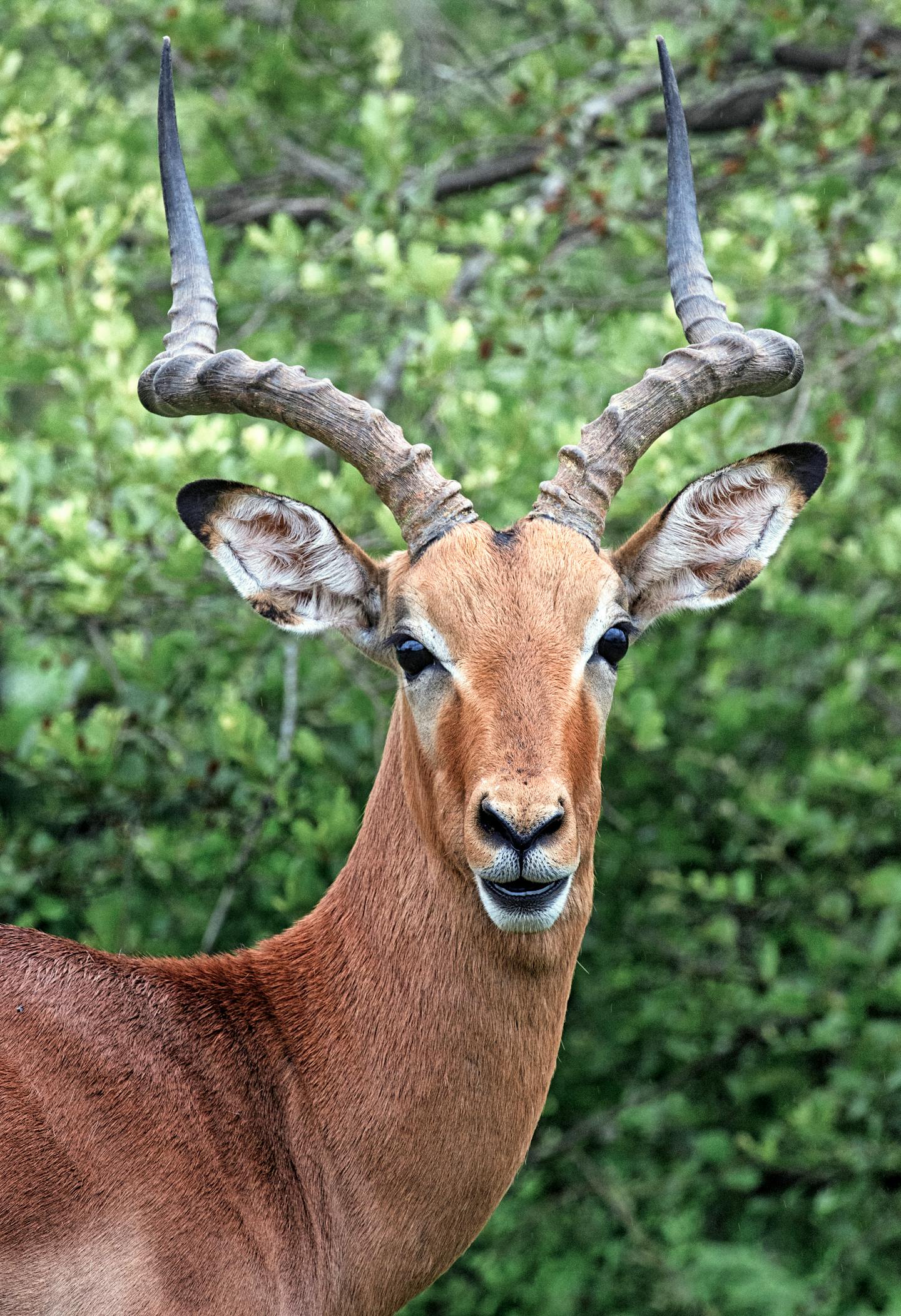 Male Impala Portrait