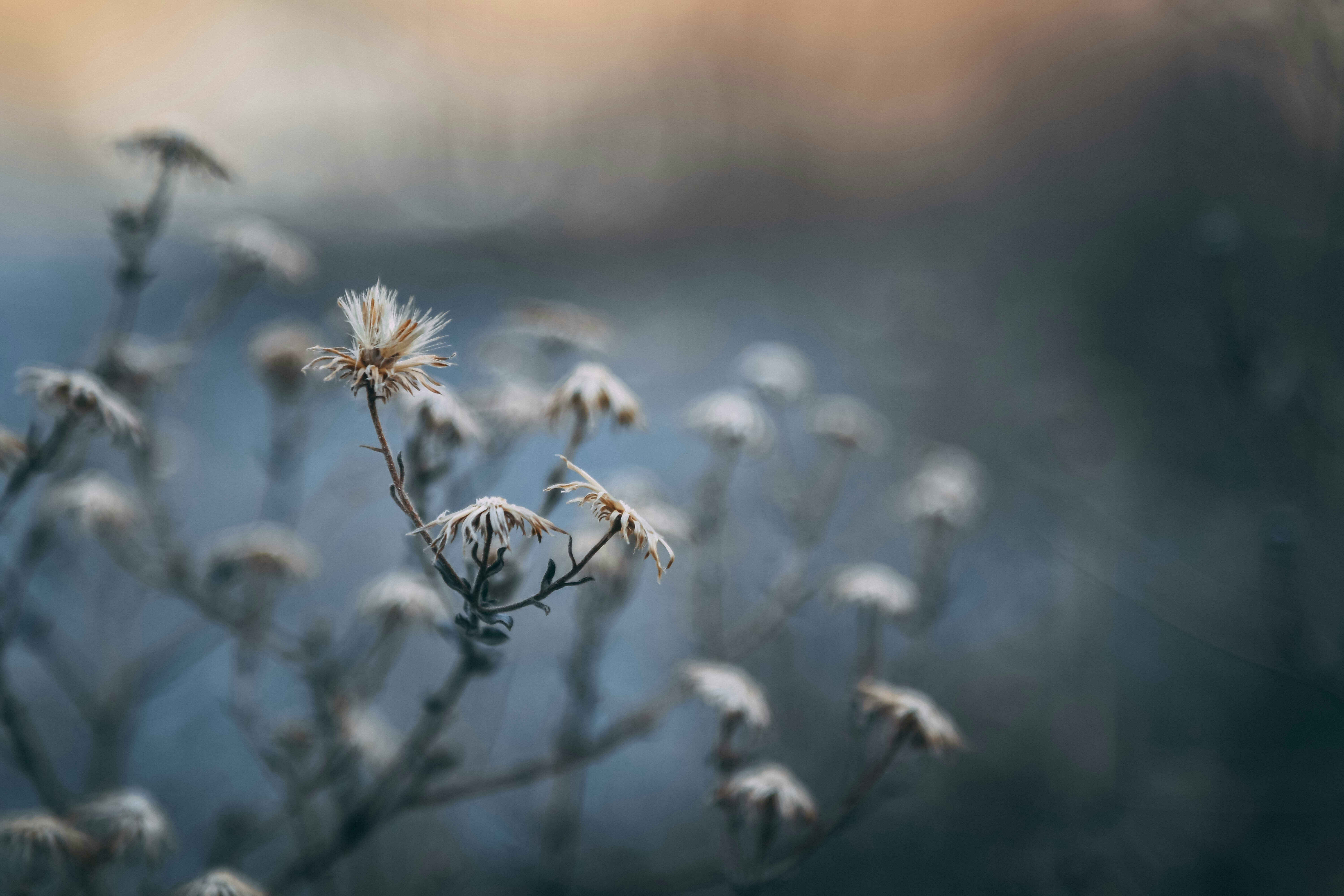 Dried Wildflowers In Soft Focus