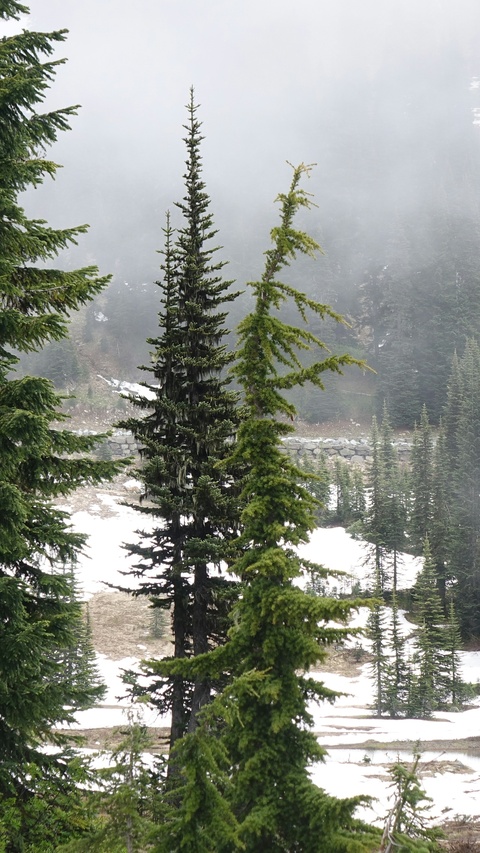 Foggy Snowy Mountain Pine Forest