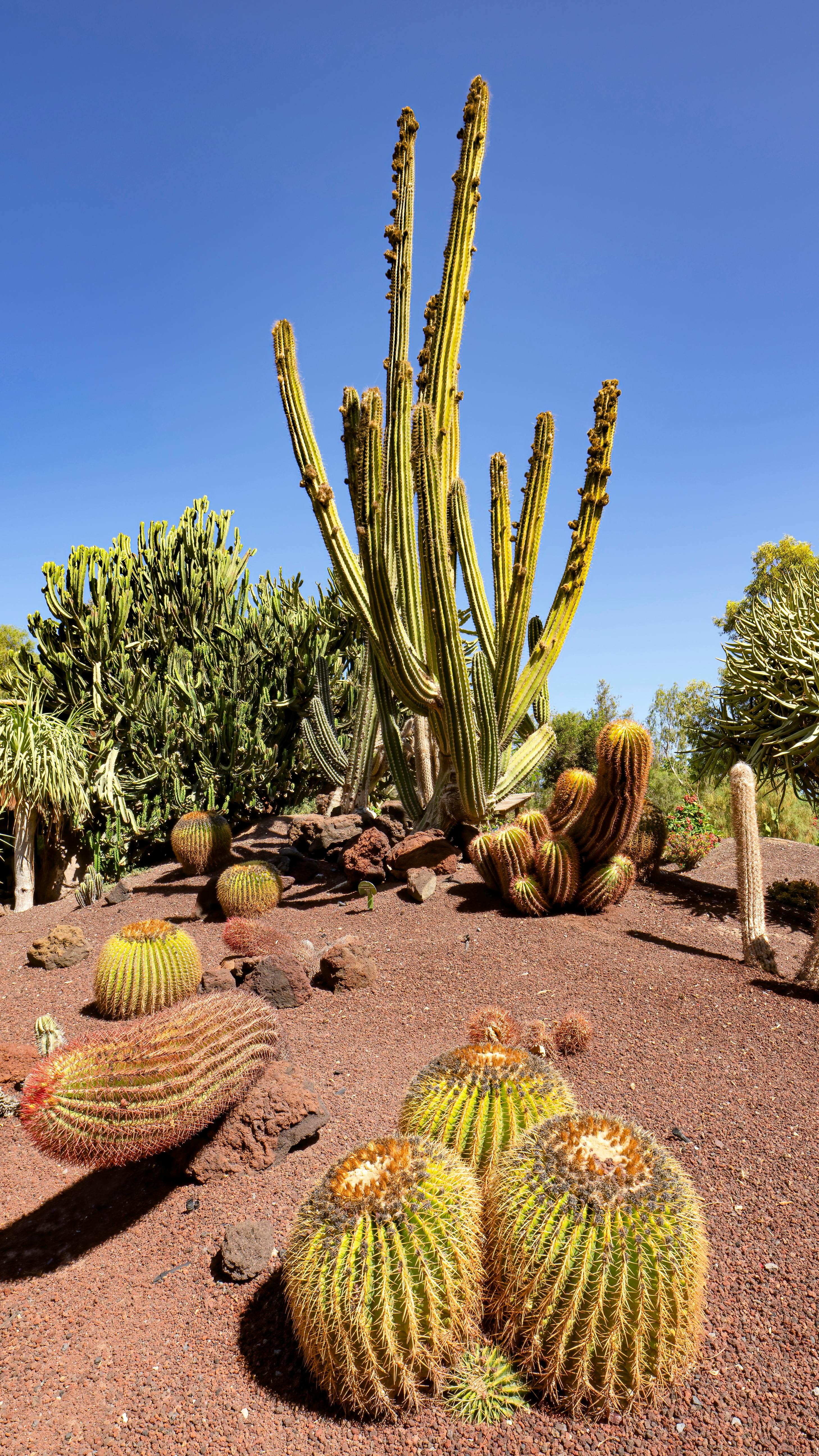 Sunny Cactus Garden Landscape