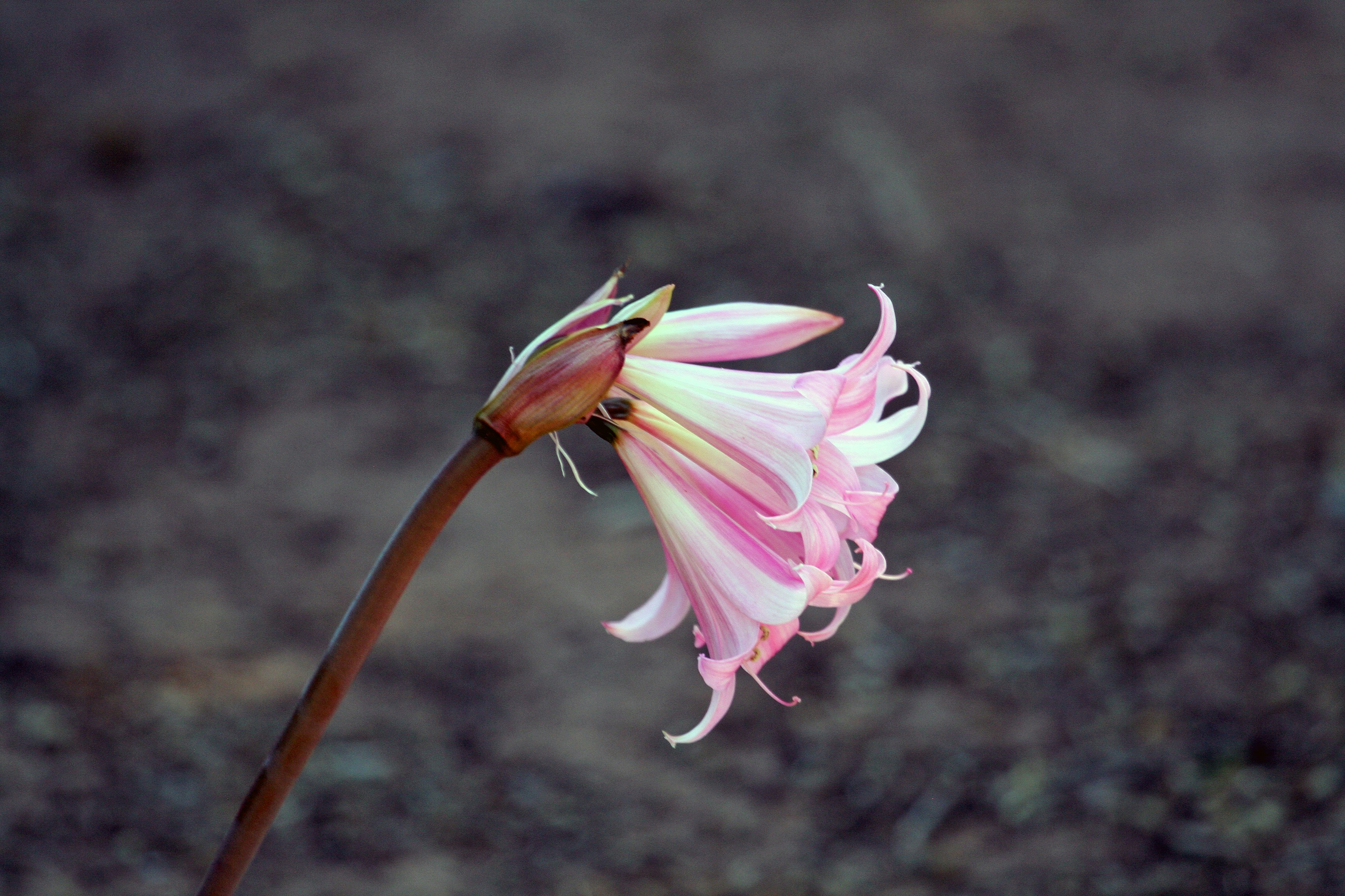 Blooming Pink Bell-shaped Flower