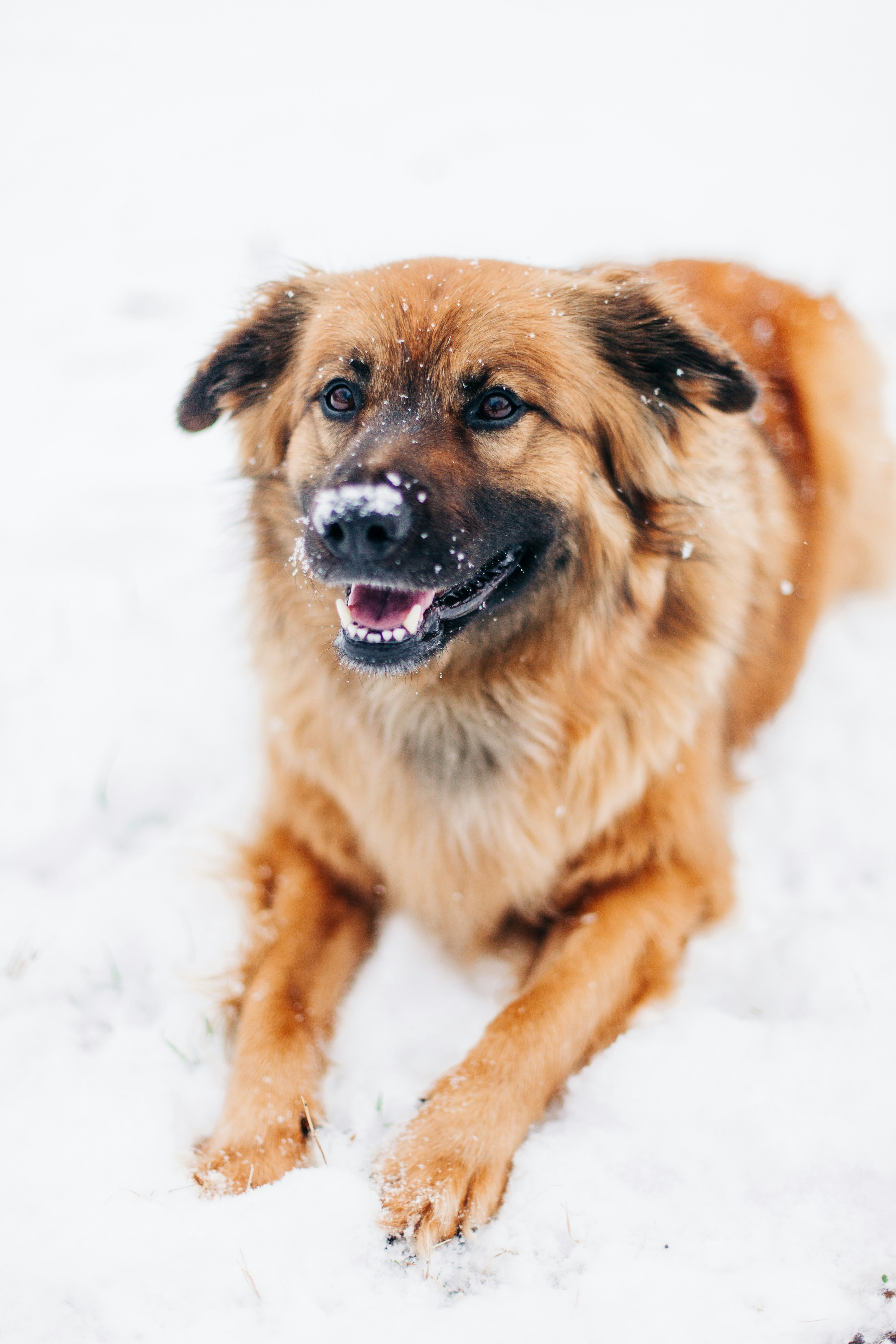 Brown Dog Lying in Snow