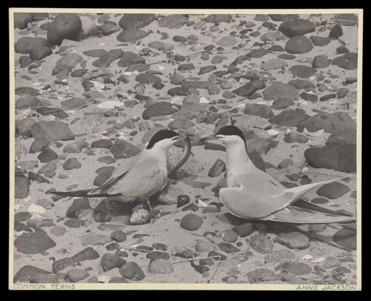 Common Terns on Pebbly Shore