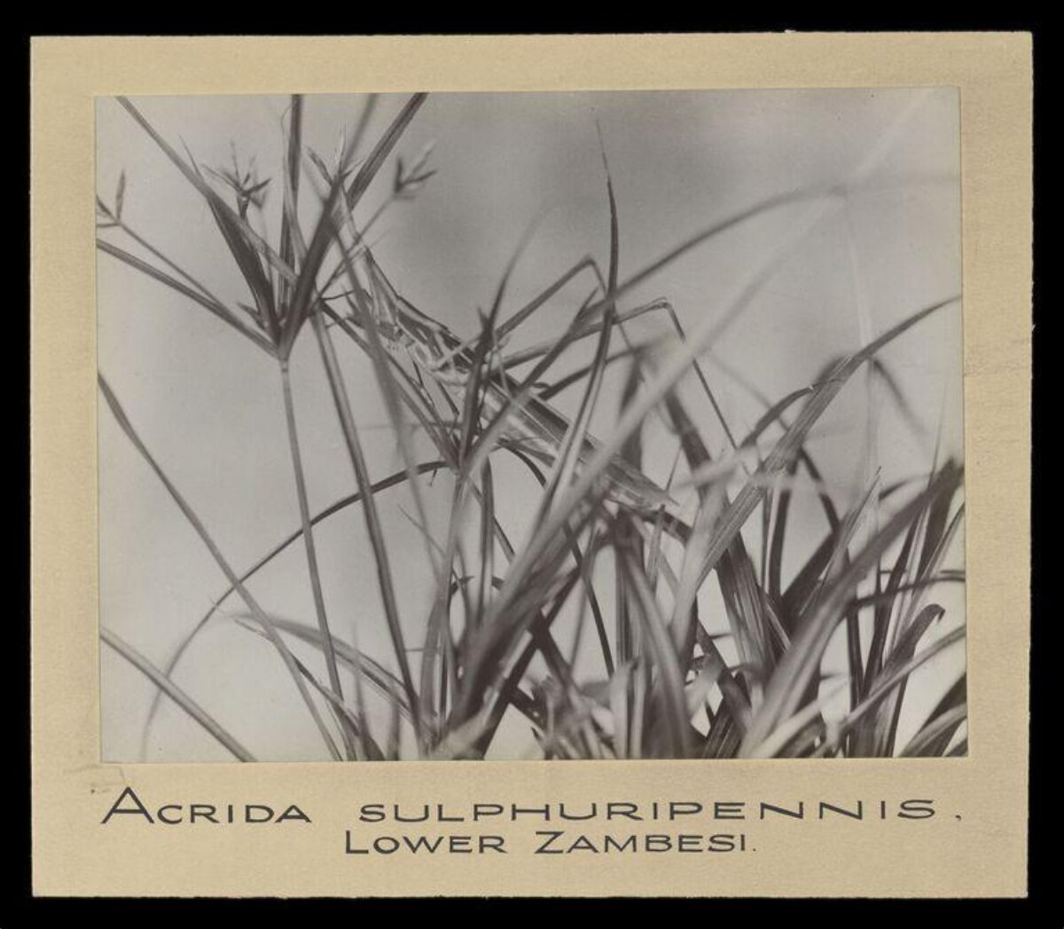 Camouflaged Grasshopper Among Grasses
