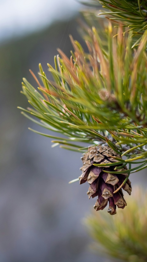 Pine Cone on Pine Branch