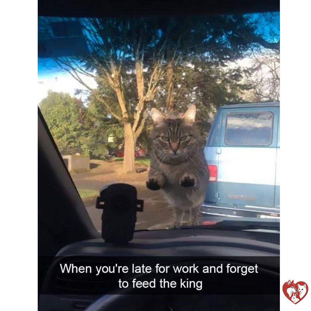 Angry Hungry Cat Meme — Funny