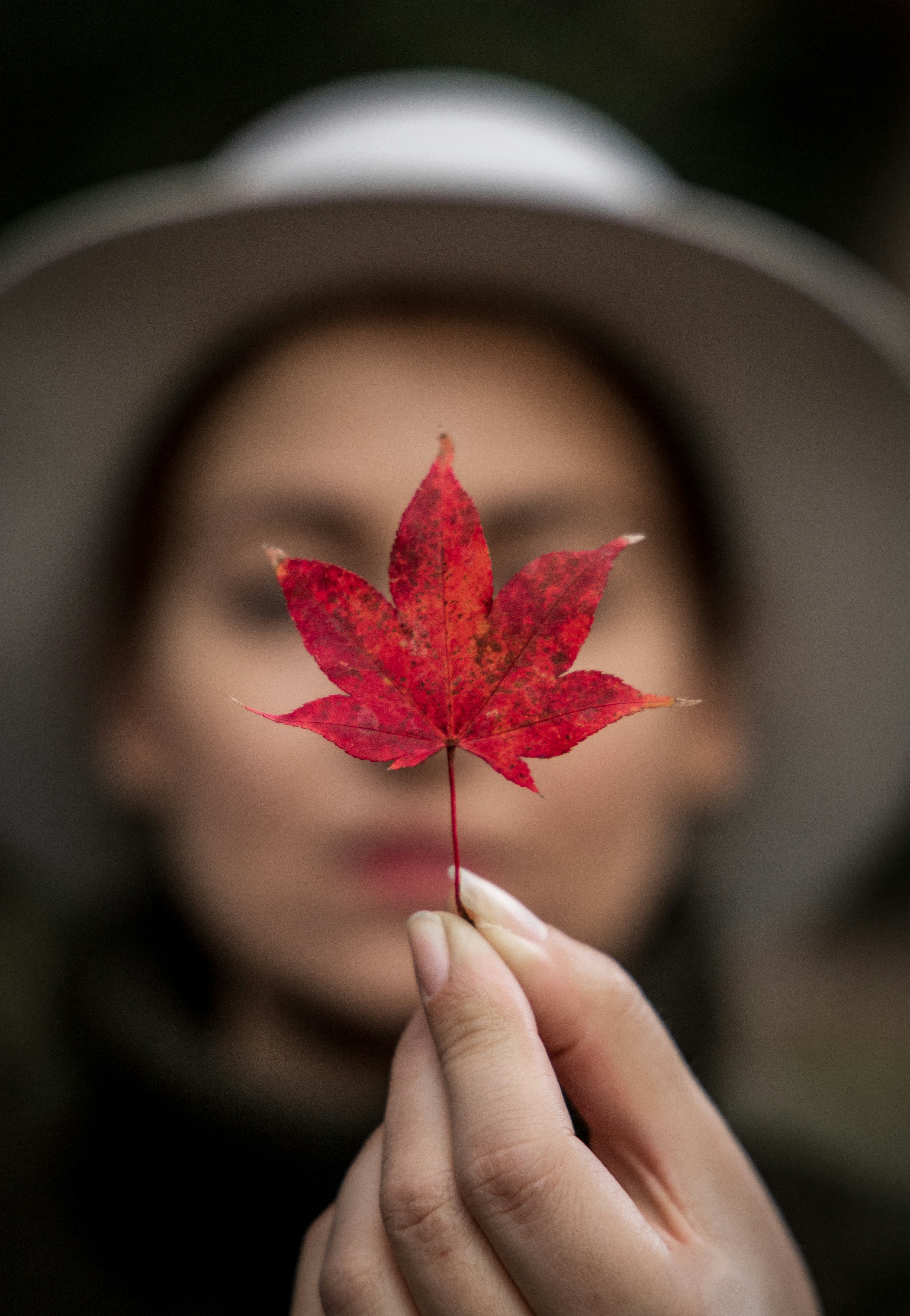 Hand Holding Red Maple Leaf