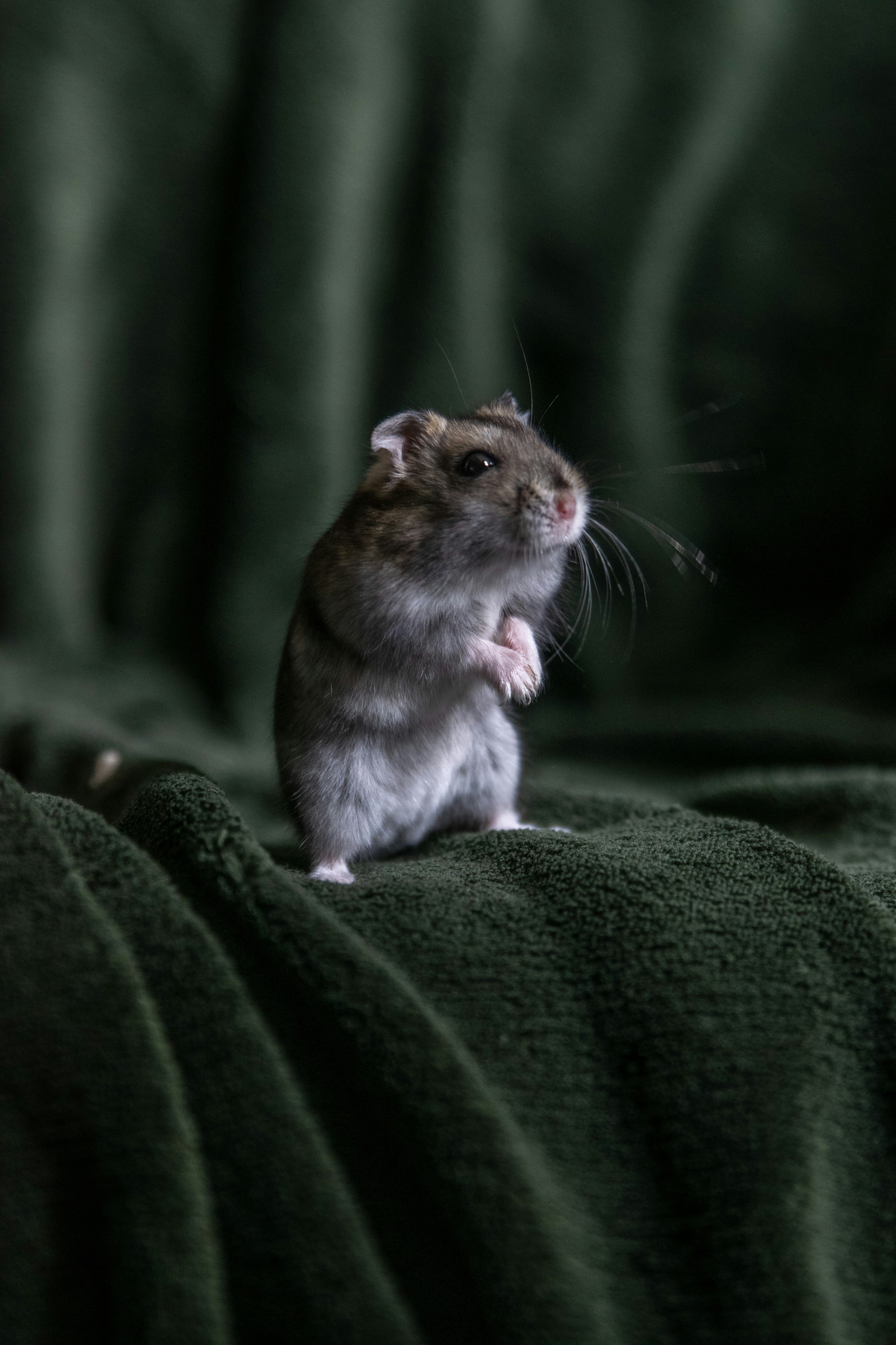 Hamster Standing on Green Fabric