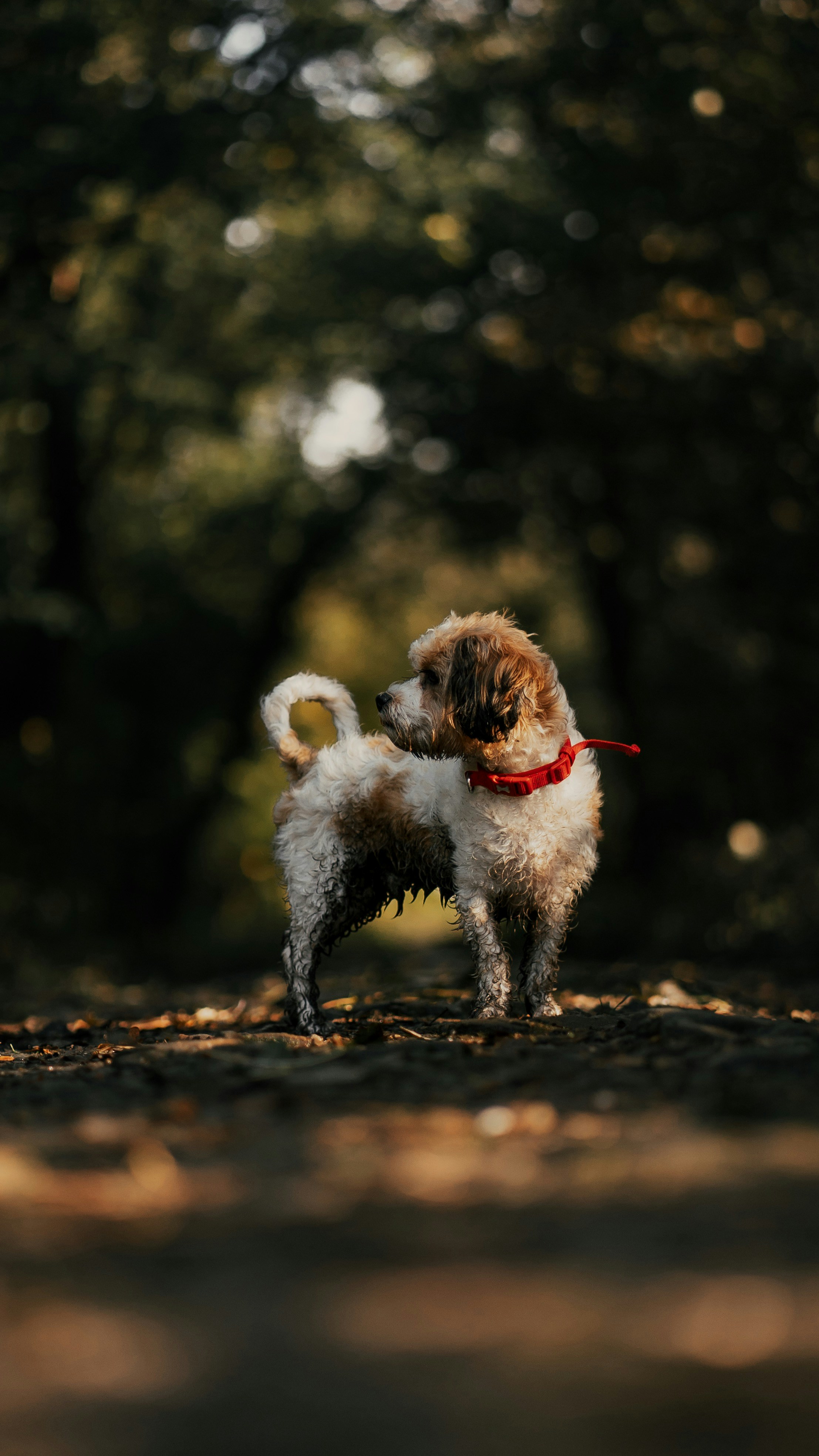 Curly Coated Dog on Woodland Path