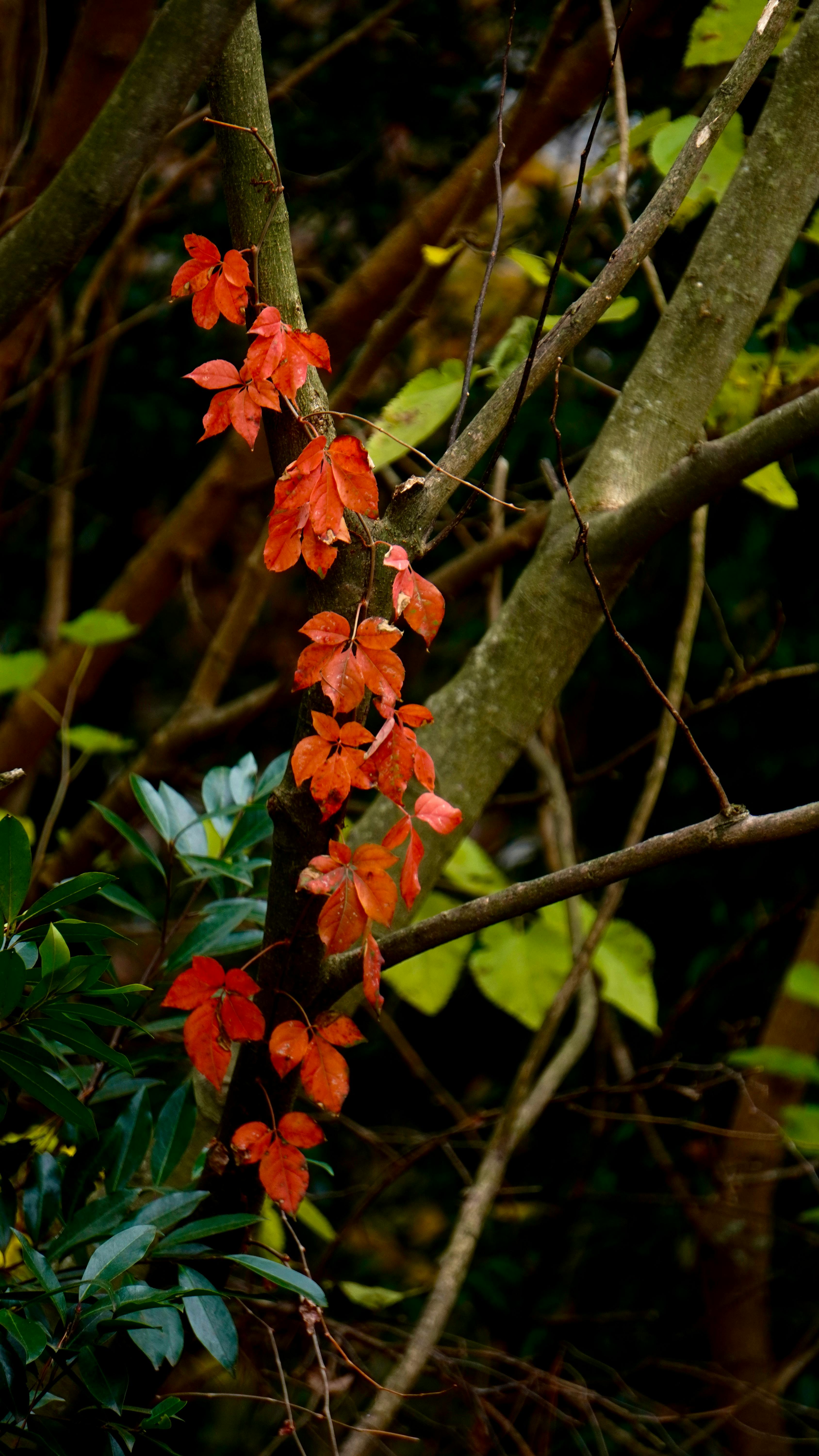 Red Autumn Vine on Tree Trunk